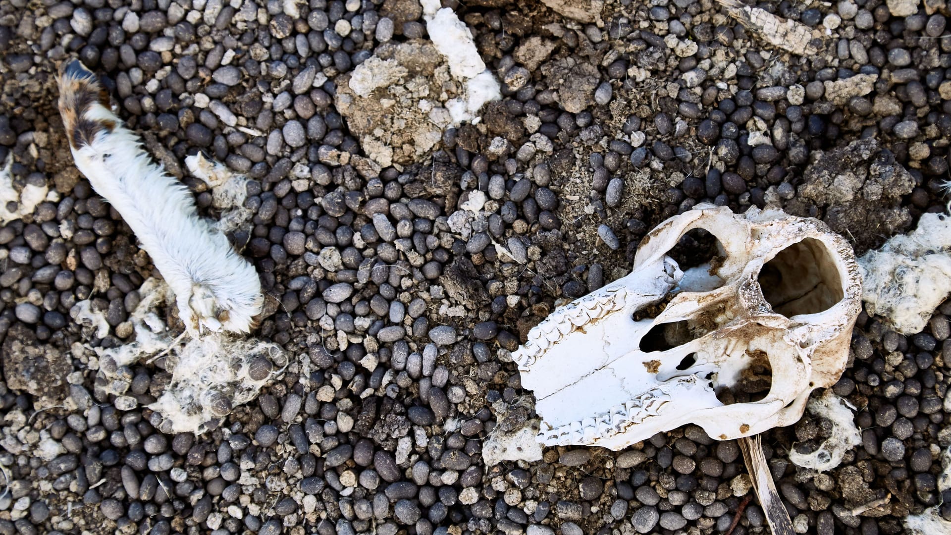 Top view of a sheep skull and legs on pebbles