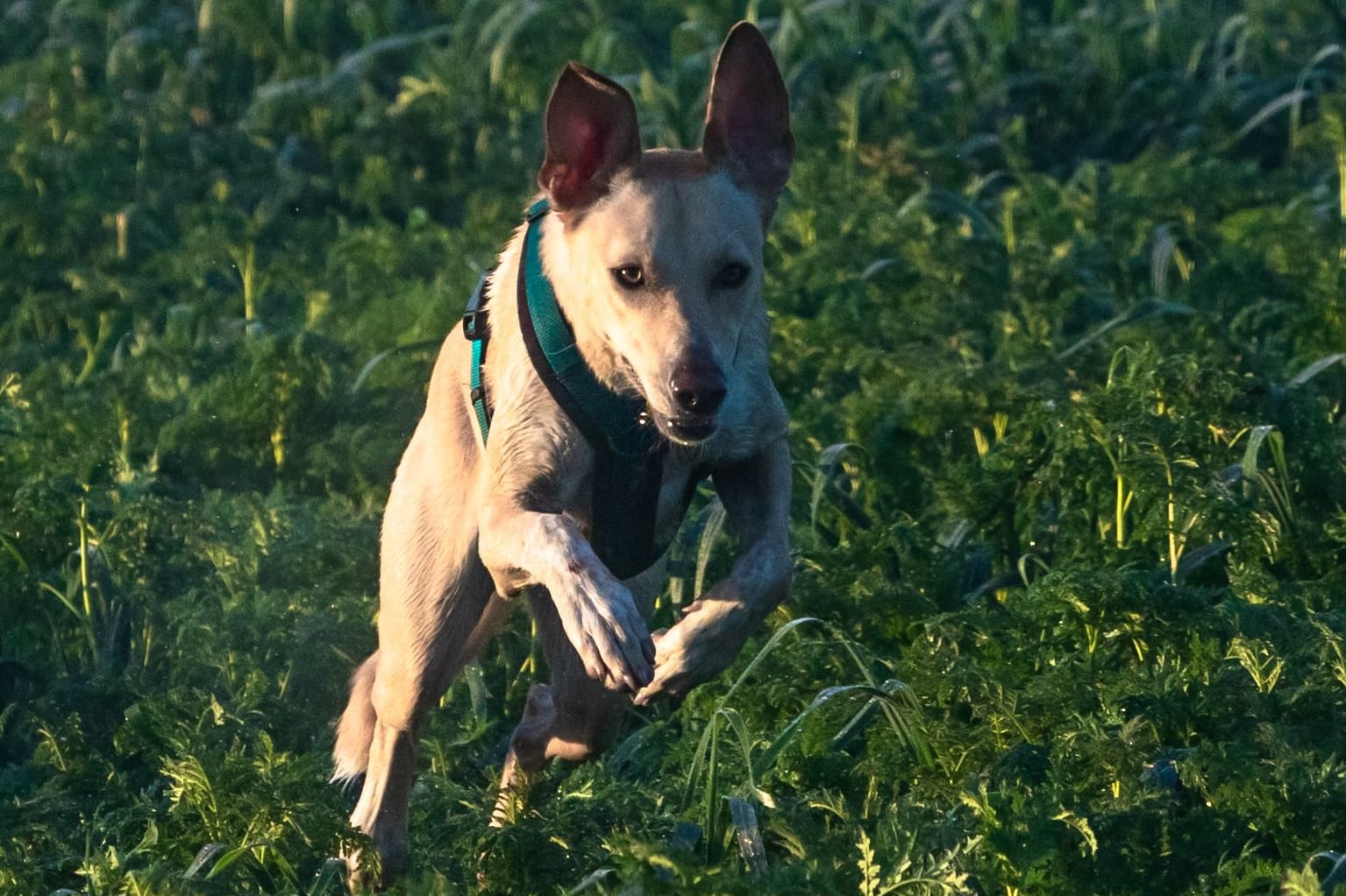 podenco mix dog running full speed