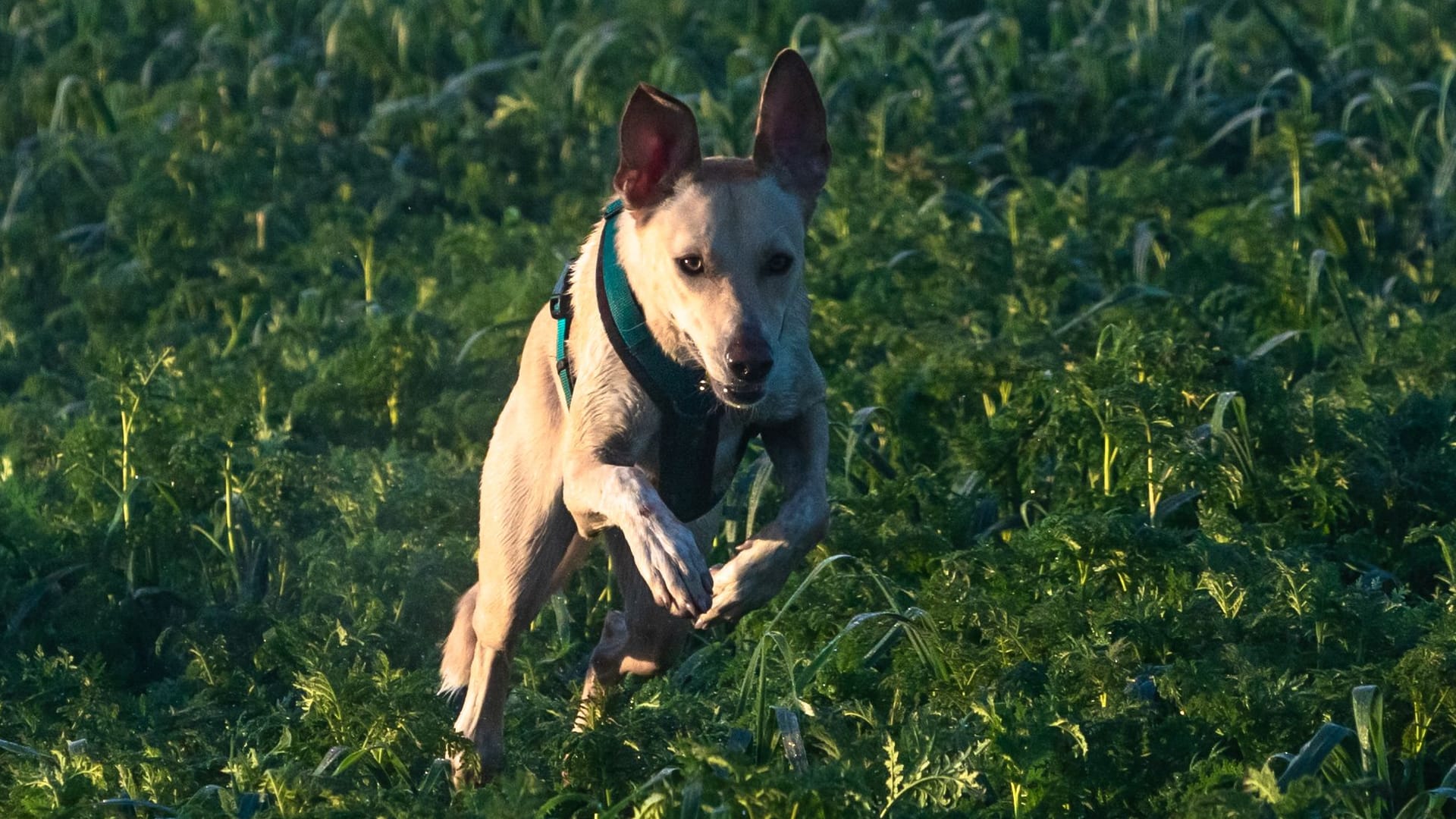 podenco mix dog running full speed