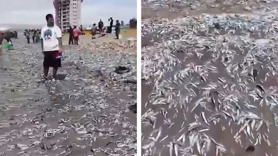 Am Strand tummeln sich massenhaft tote Fische.