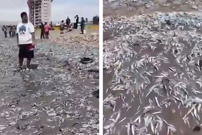 Am Strand tummeln sich massenhaft tote Fische.