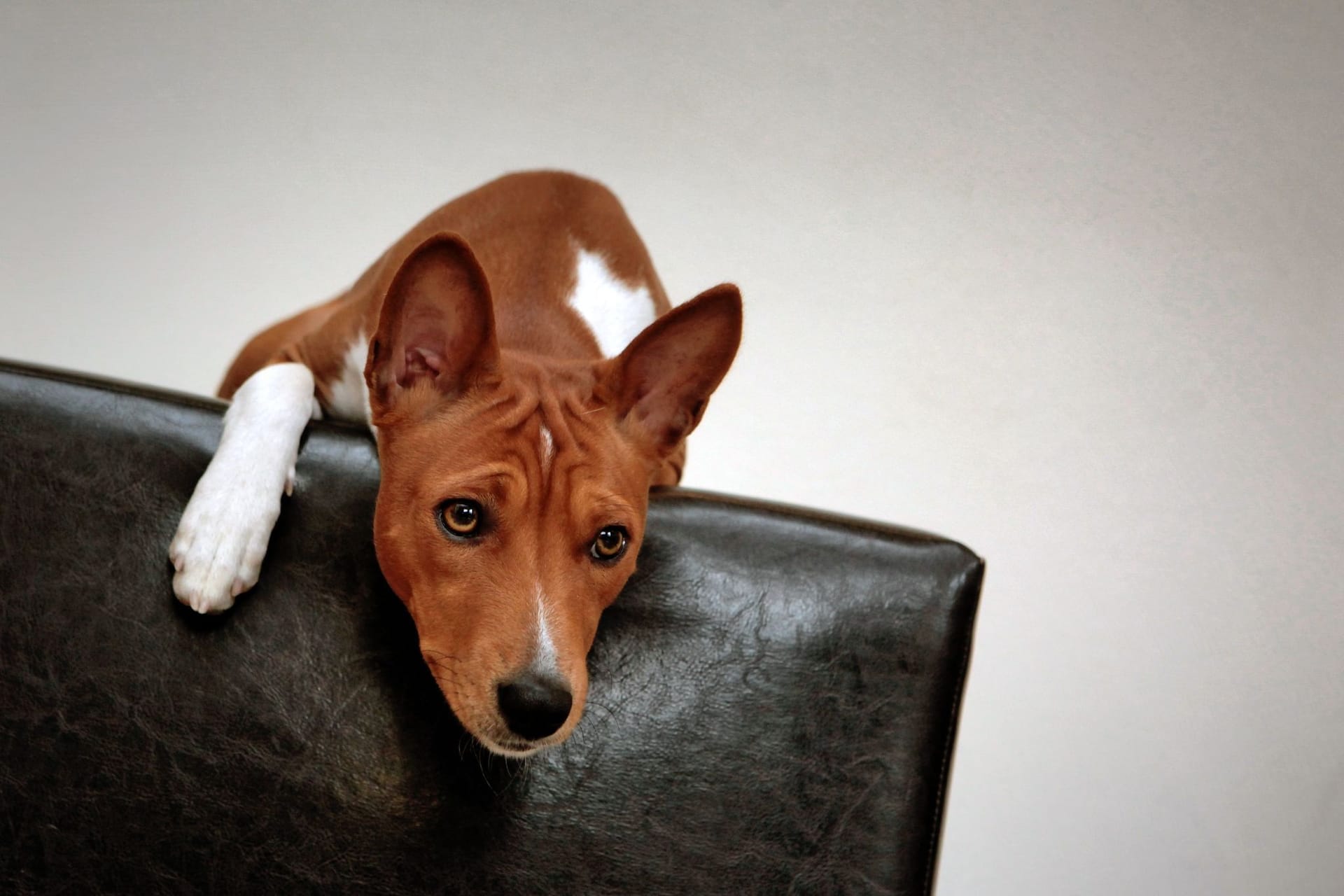 «Werwolf-Syndrom» bei Hunden