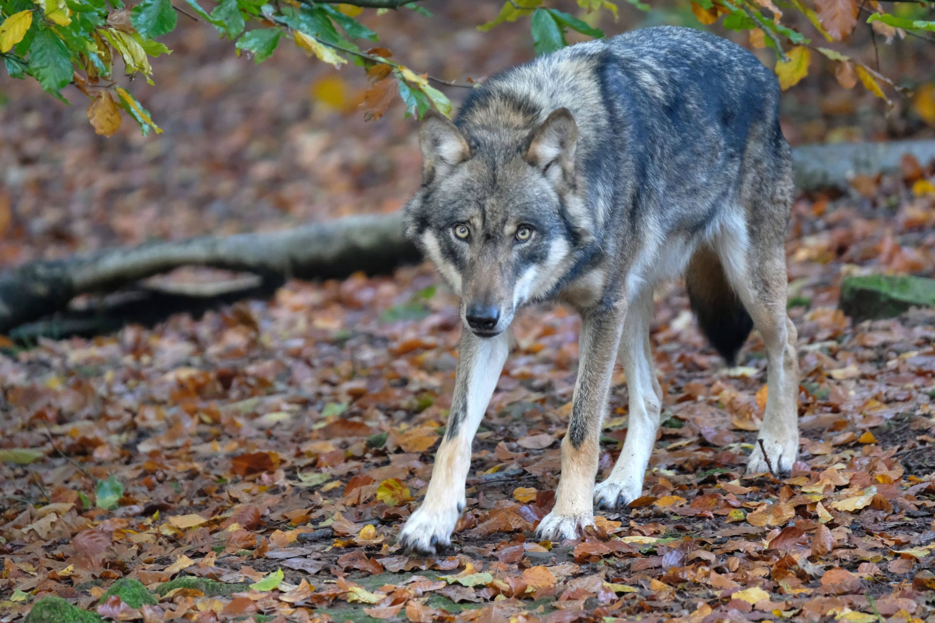 Wolf in einem Wald (Symbolbild): Viele beunruhigt die Sichtung.