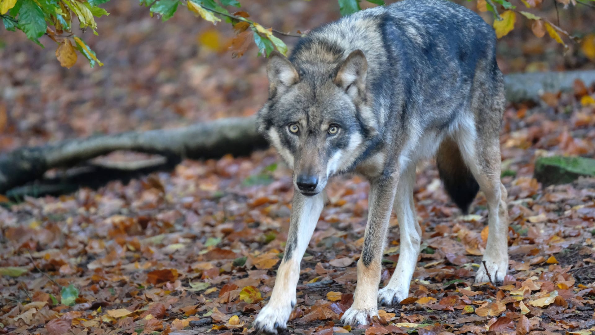 Wolf in einem Wald (Symbolbild): Viele beunruhigt die Sichtung.