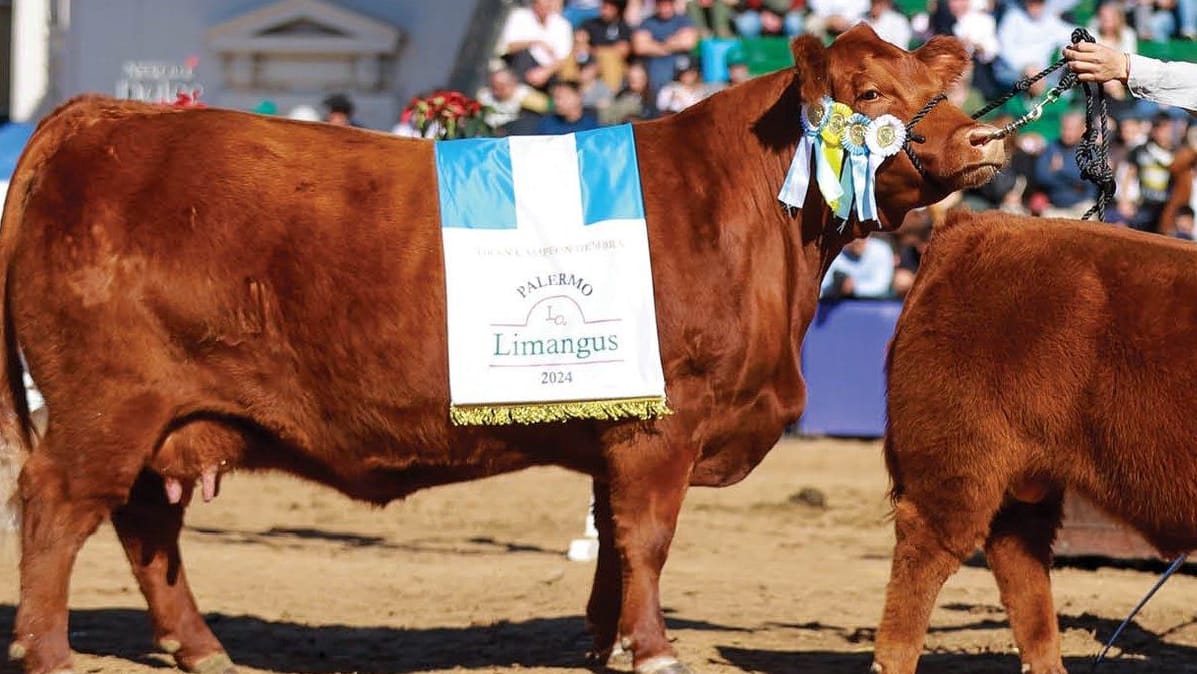 Die schönste Kuh der Welt heißt Limangus und stammt aus Argentinien.