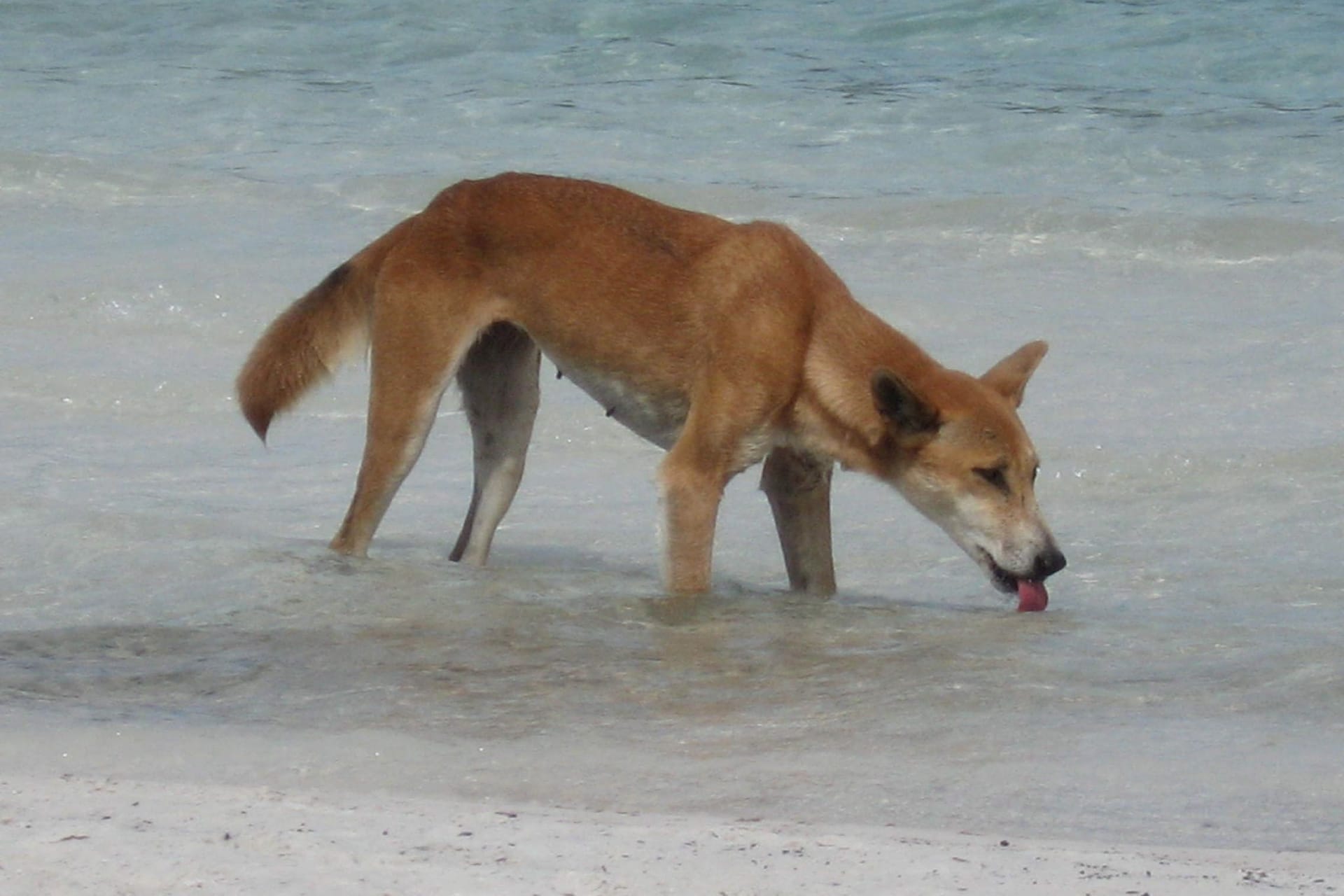 Dingo-Angriffe in Australien