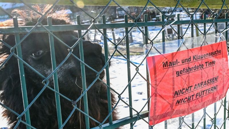 Ein Schild weist am Gehege eines Alpakas im Tierhof Alt-Marzahn auf die durch die Maul- und Klauenseuche gefährdeten Tiere hin. Sie sollen nicht gefüttert und nicht angefasst werden.