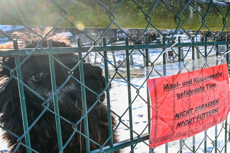 Ein Schild weist am Gehege eines Alpakas im Tierhof Alt-Marzahn auf die durch die Maul- und Klauenseuche gefährdeten Tiere hin. Sie sollen nicht gefüttert und nicht angefasst werden.