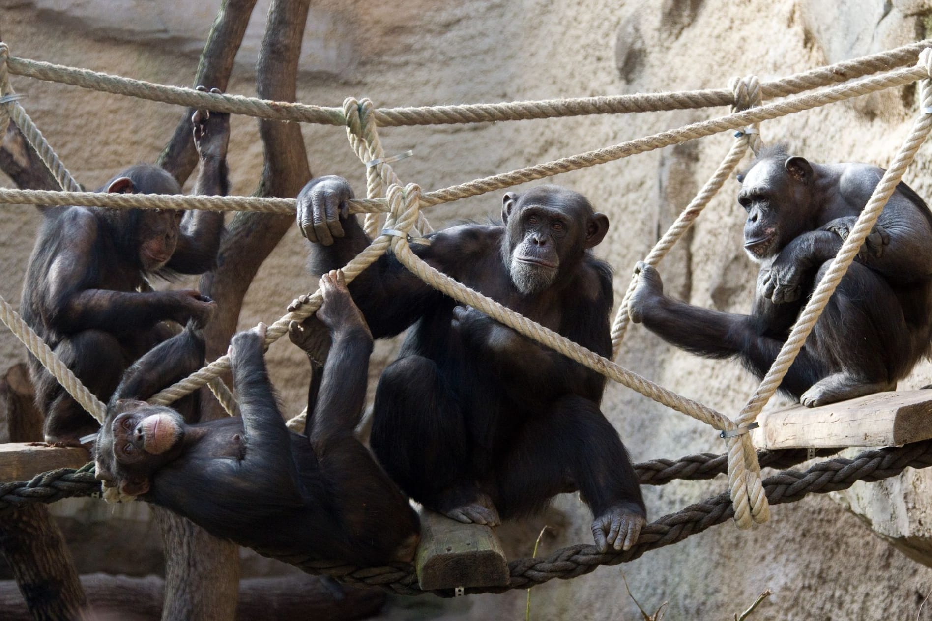 Schimpansen im Zoo von Osnabrück