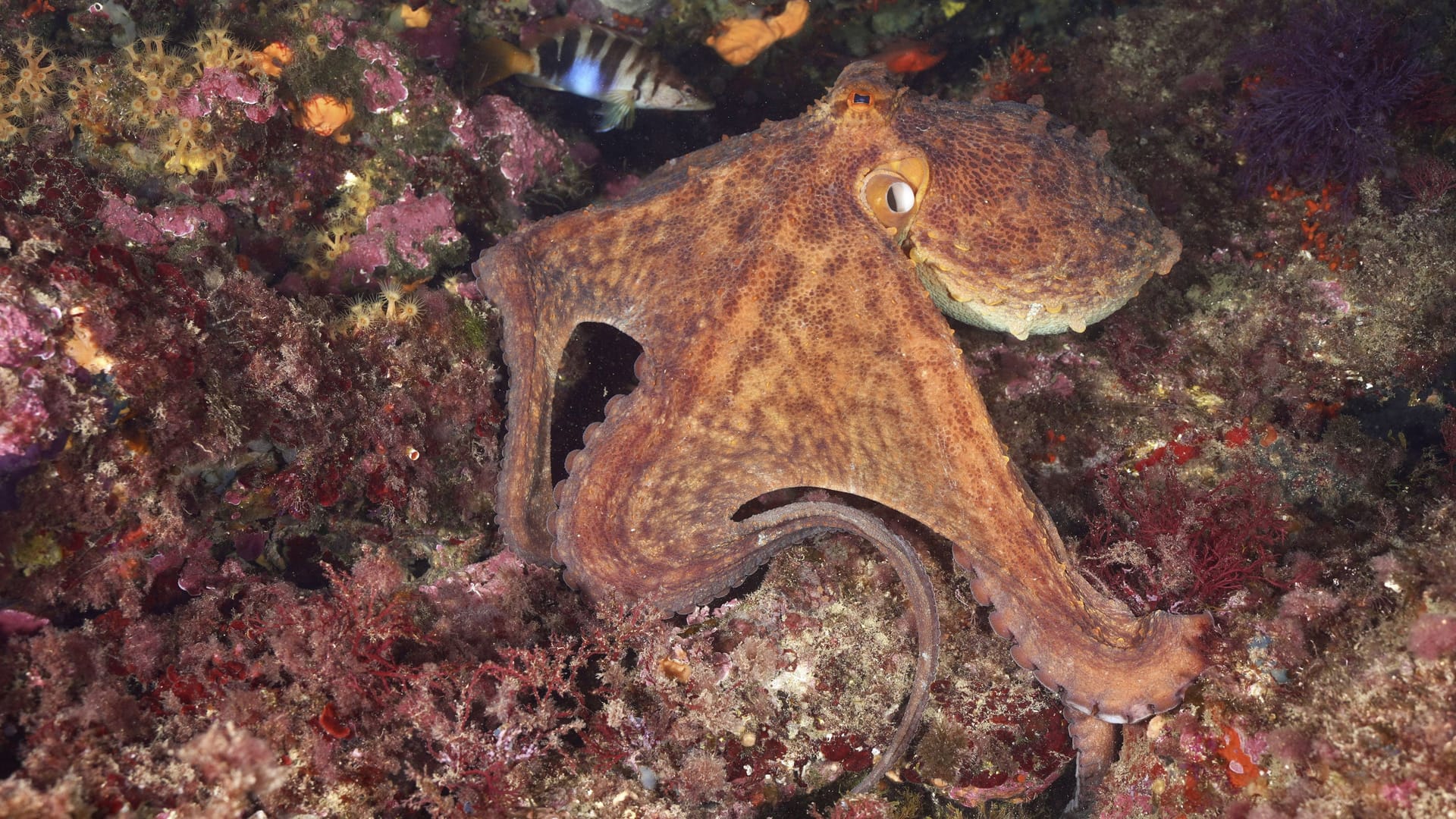 Ein Oktopus zwischen bunten Riffen am Meeresboden.