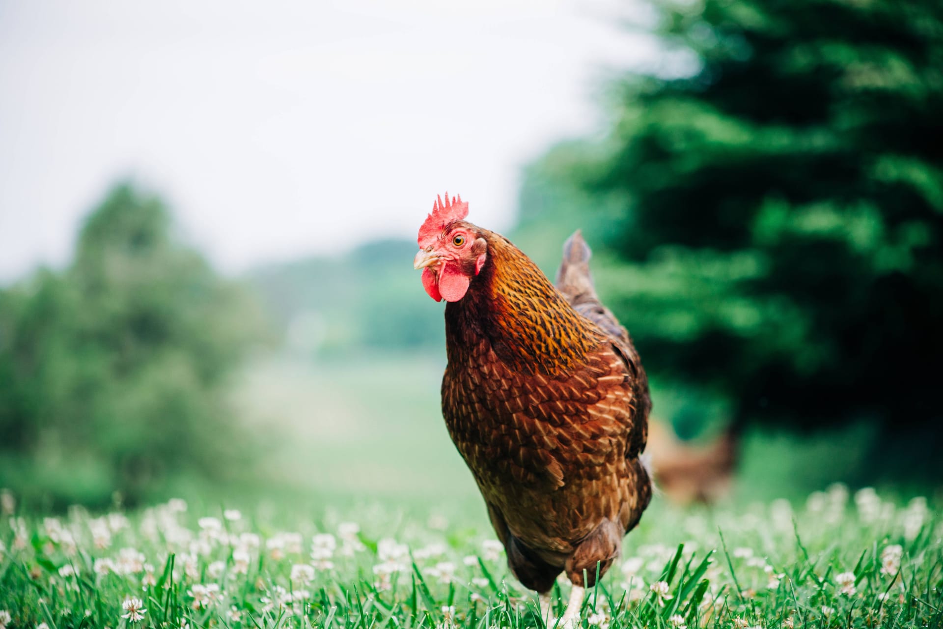 Ein Huhn (Symbolbild): Die Gemeinde sucht Zeugen.