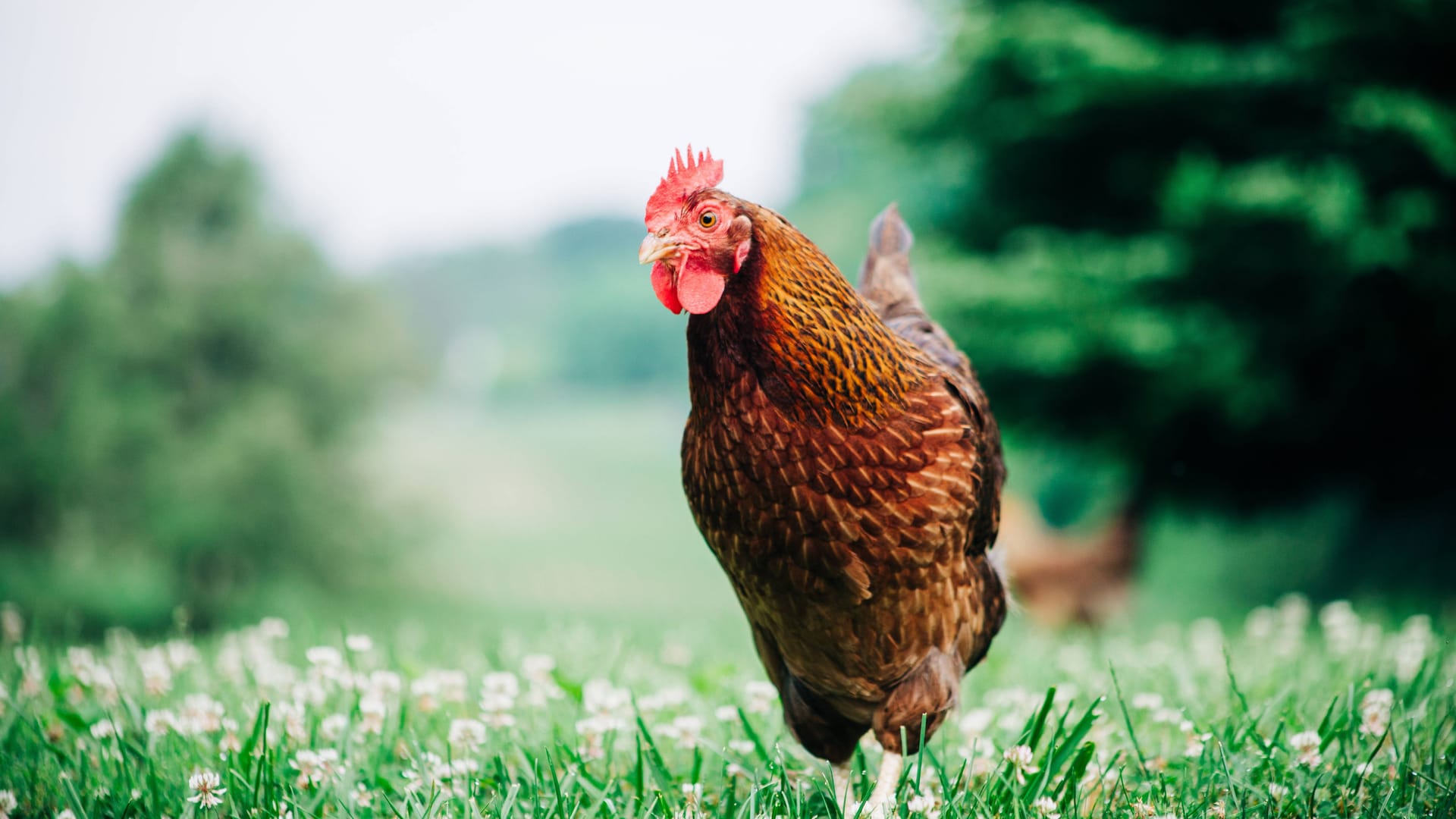 Ein Huhn (Symbolbild): Die Gemeinde sucht Zeugen.