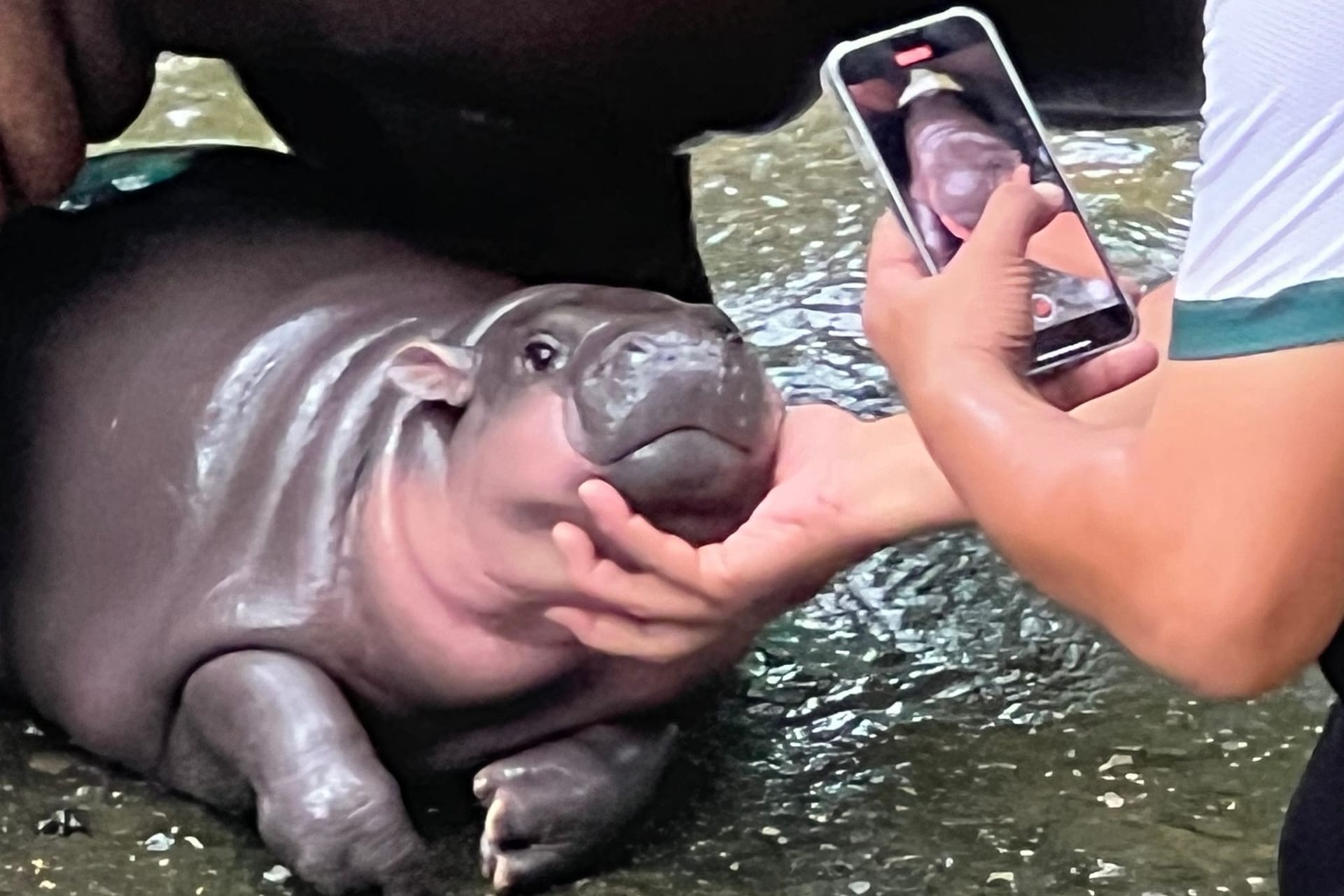 Zwergflusspferd Moo Deng in Thailand