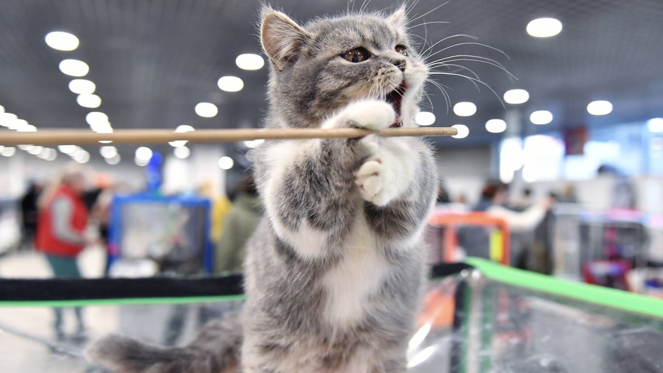 Kleinste Katzen der Welt So groß sind Singapura, Munchkin und Co.