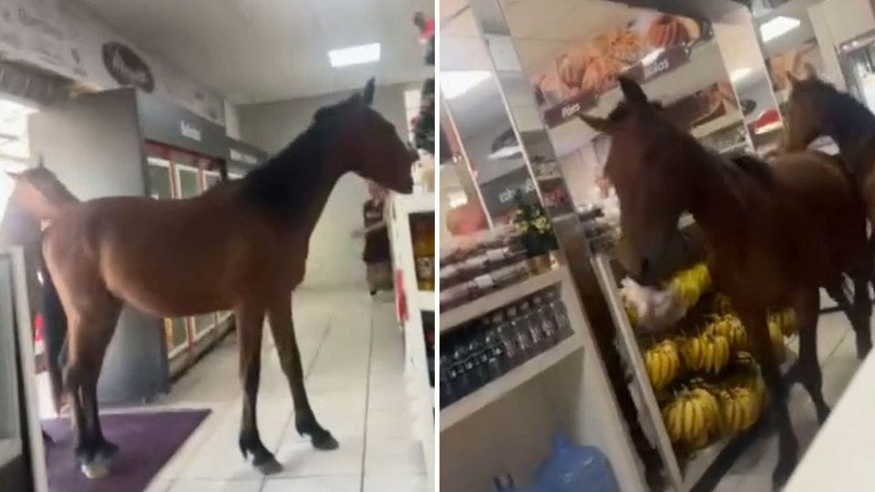 Zwei Pferde schnappen sich Snacks in einem Backshop.