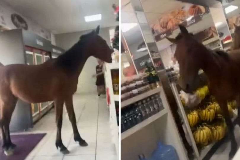 Zwei Pferde schnappen sich Snacks in einem Backshop.