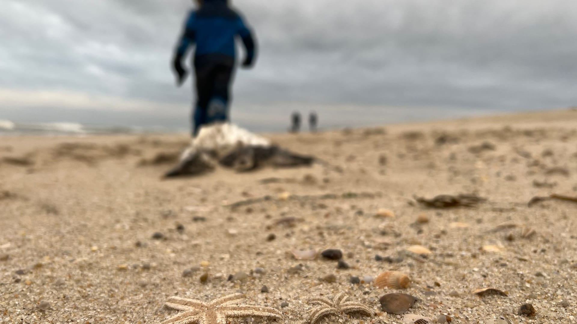 Sturm spült große Mengen Seesterne auf Sylter Strand