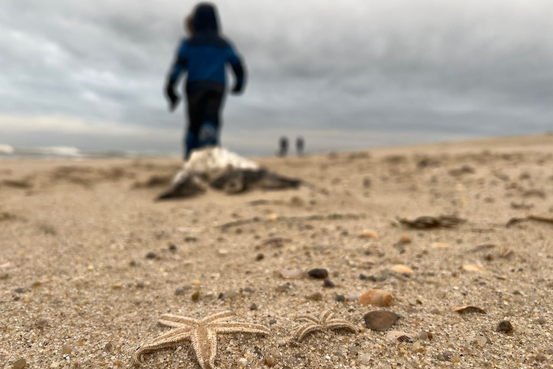 Sturm spült große Mengen Seesterne auf Sylter Strand