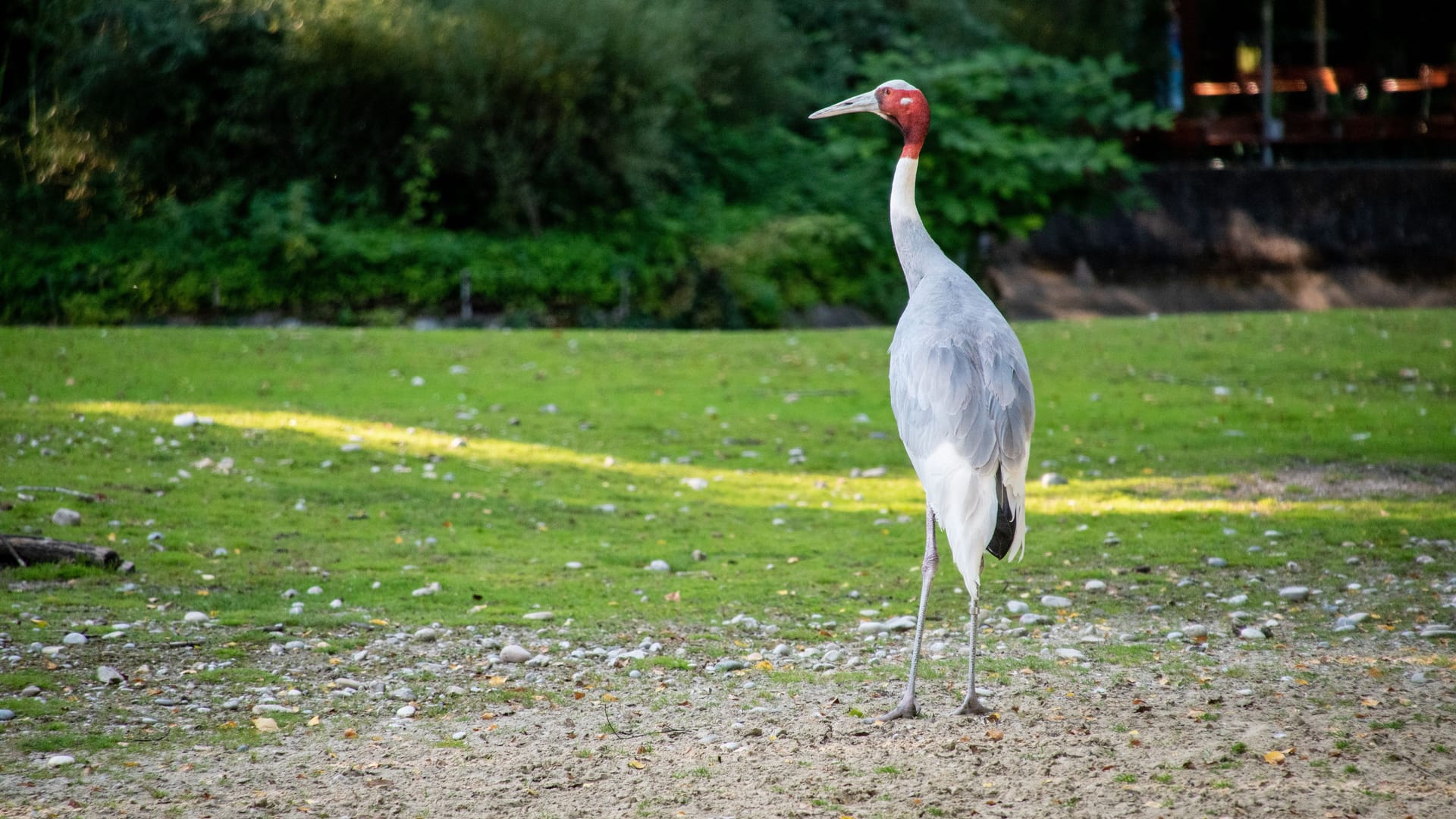 Beautiful red headed heron in the zoo Hellabrunn in Munich