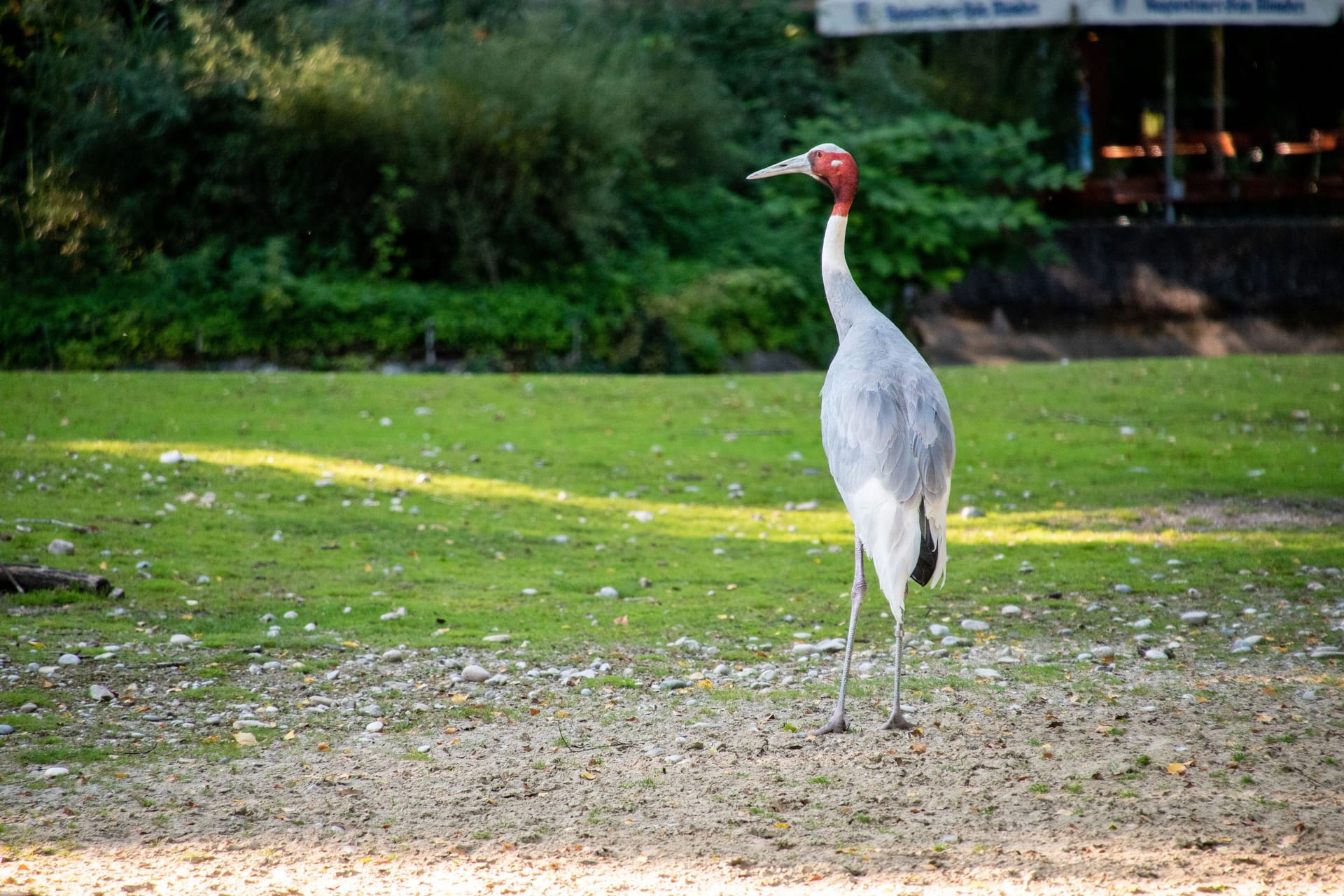 Beautiful red headed heron in the zoo Hellabrunn in Munich