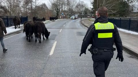 Die entlaufenen Rinder: Wie sie ihre Weide verlassen konnten, ist noch unklar.