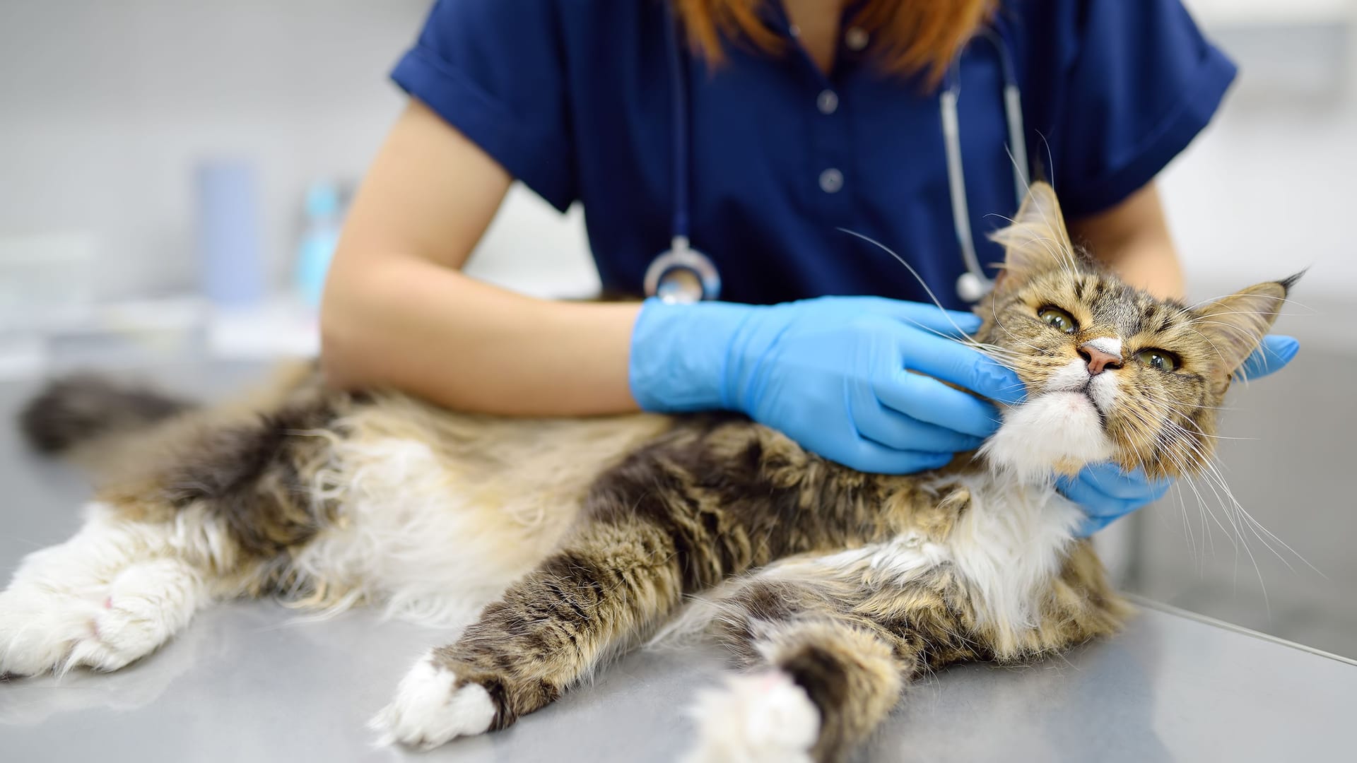 Katze wird von einer Tierärztin untersucht