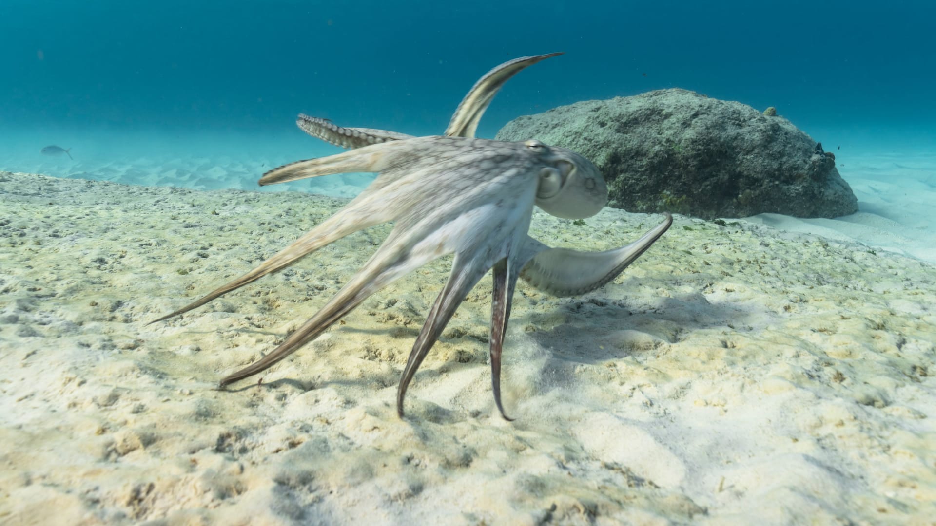 Oktopus in der Karibik.