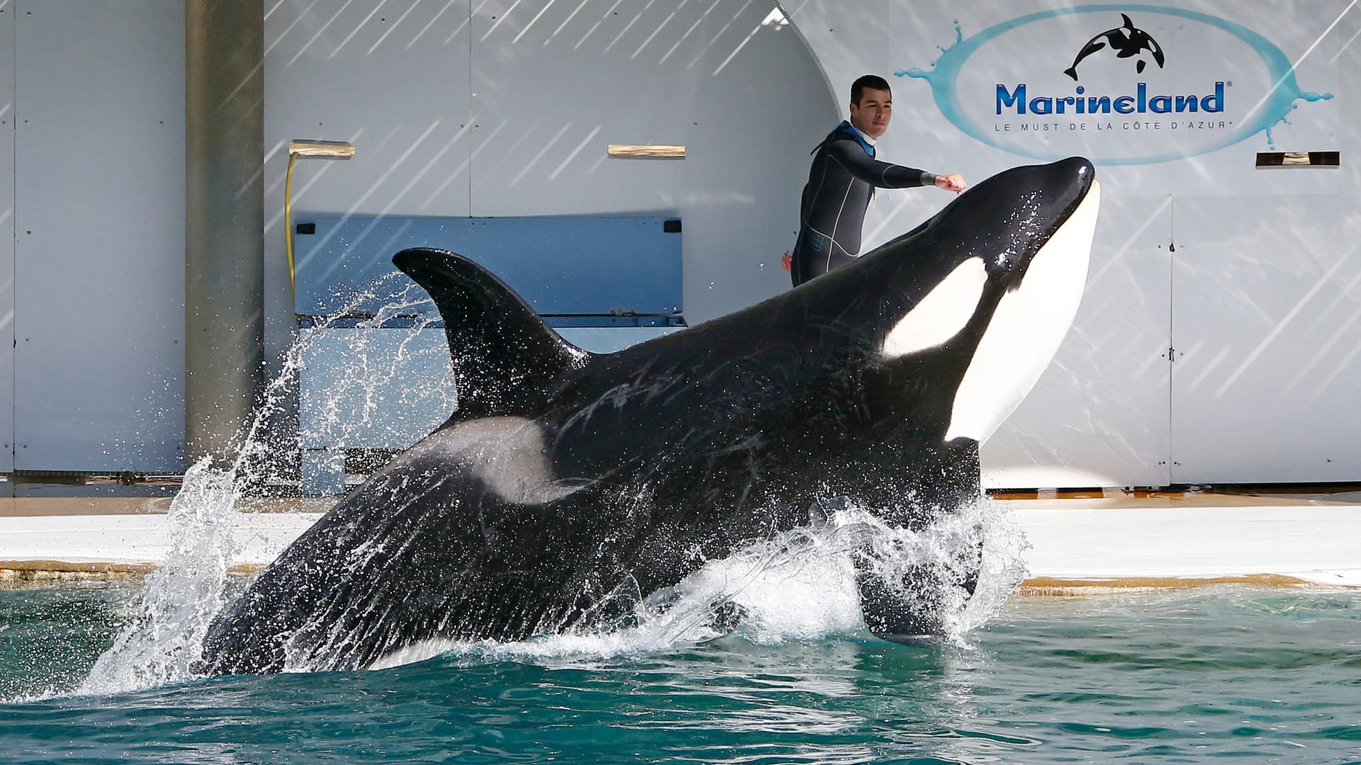 Das Marineland Antibes hatte in den letzten Jahren etwas mehr als 400.000 Besucher pro Jahr.