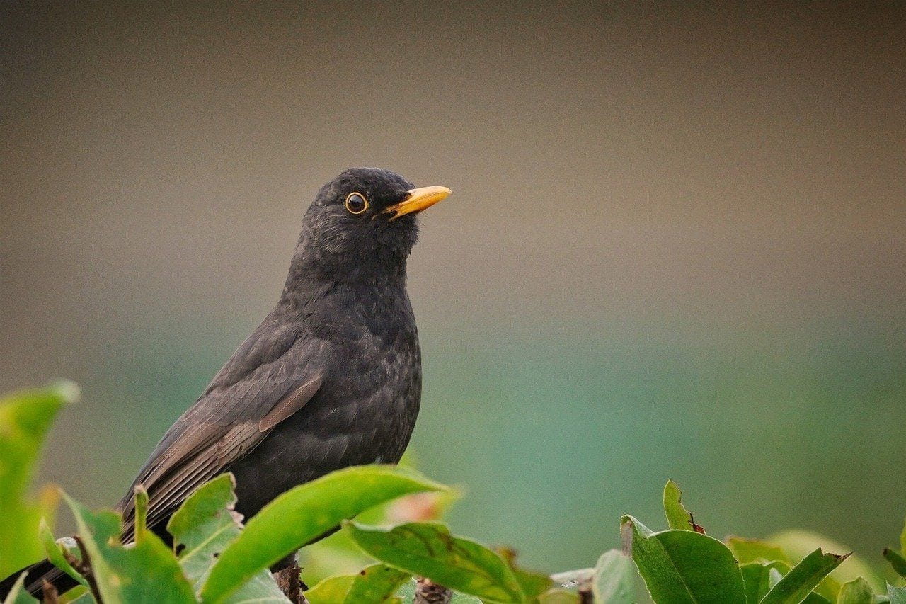 Eine Amsel im heimischen Garten sorgt für ein tolles Naturerlebnis