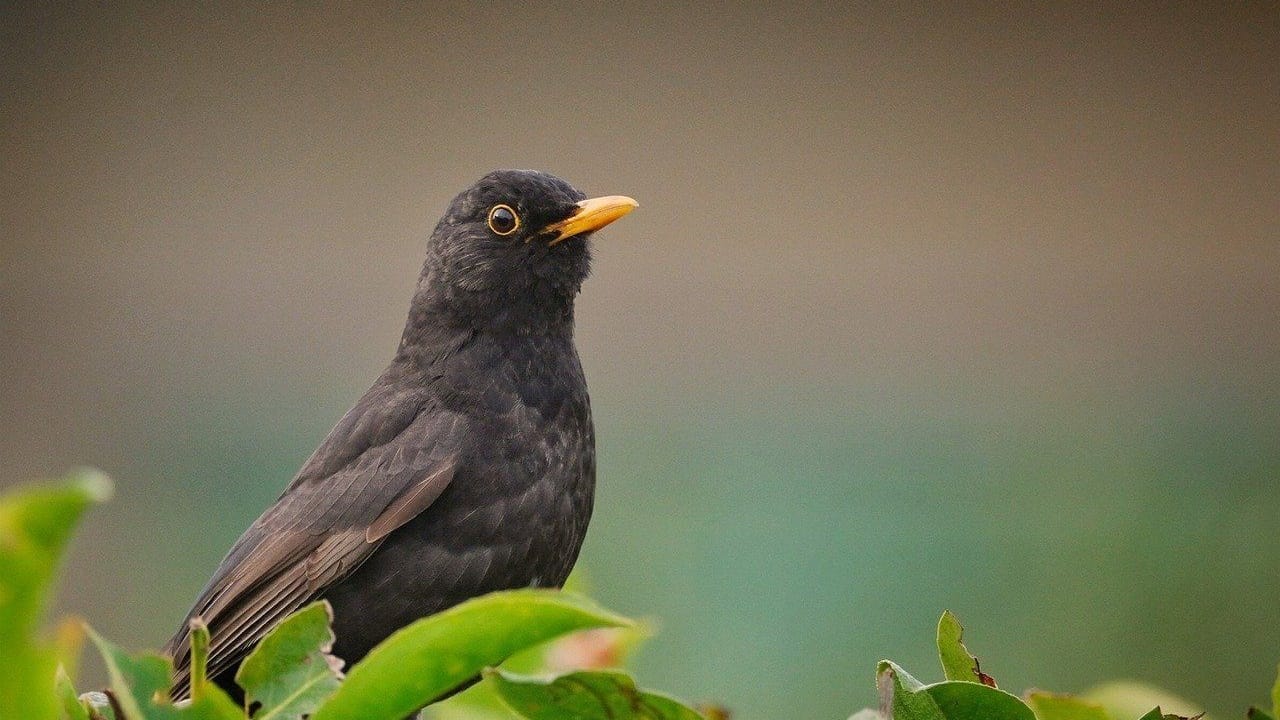 Eine Amsel im heimischen Garten sorgt für ein tolles Naturerlebnis