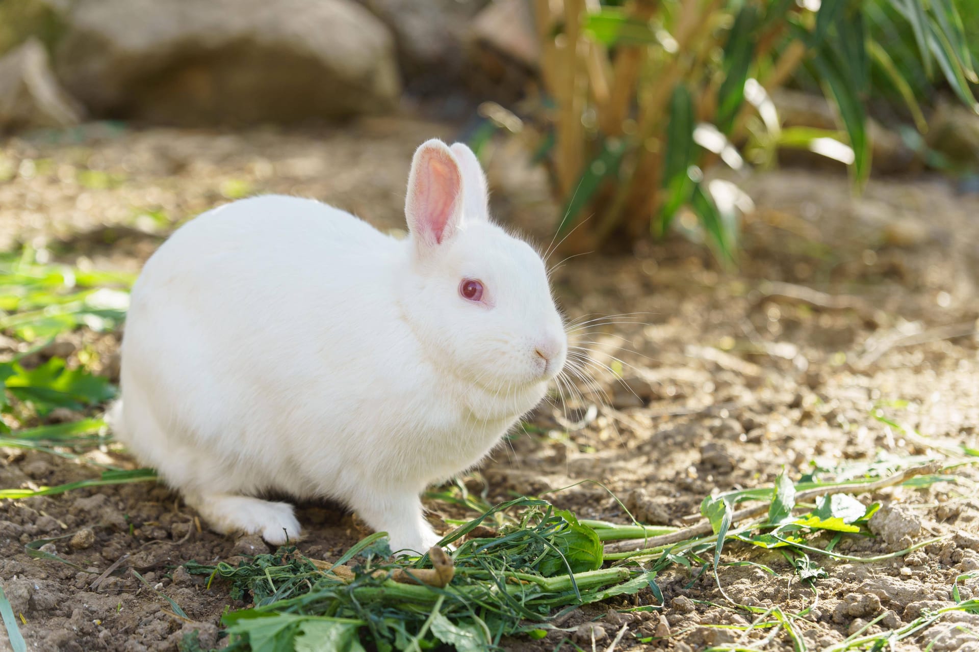 Ein weißes Kaninchen frisst Gemüse (Symbolbild): Tierschützer sind schockiert über den Zustand eines Tieres, das im Tierheim abgegeben wurde.