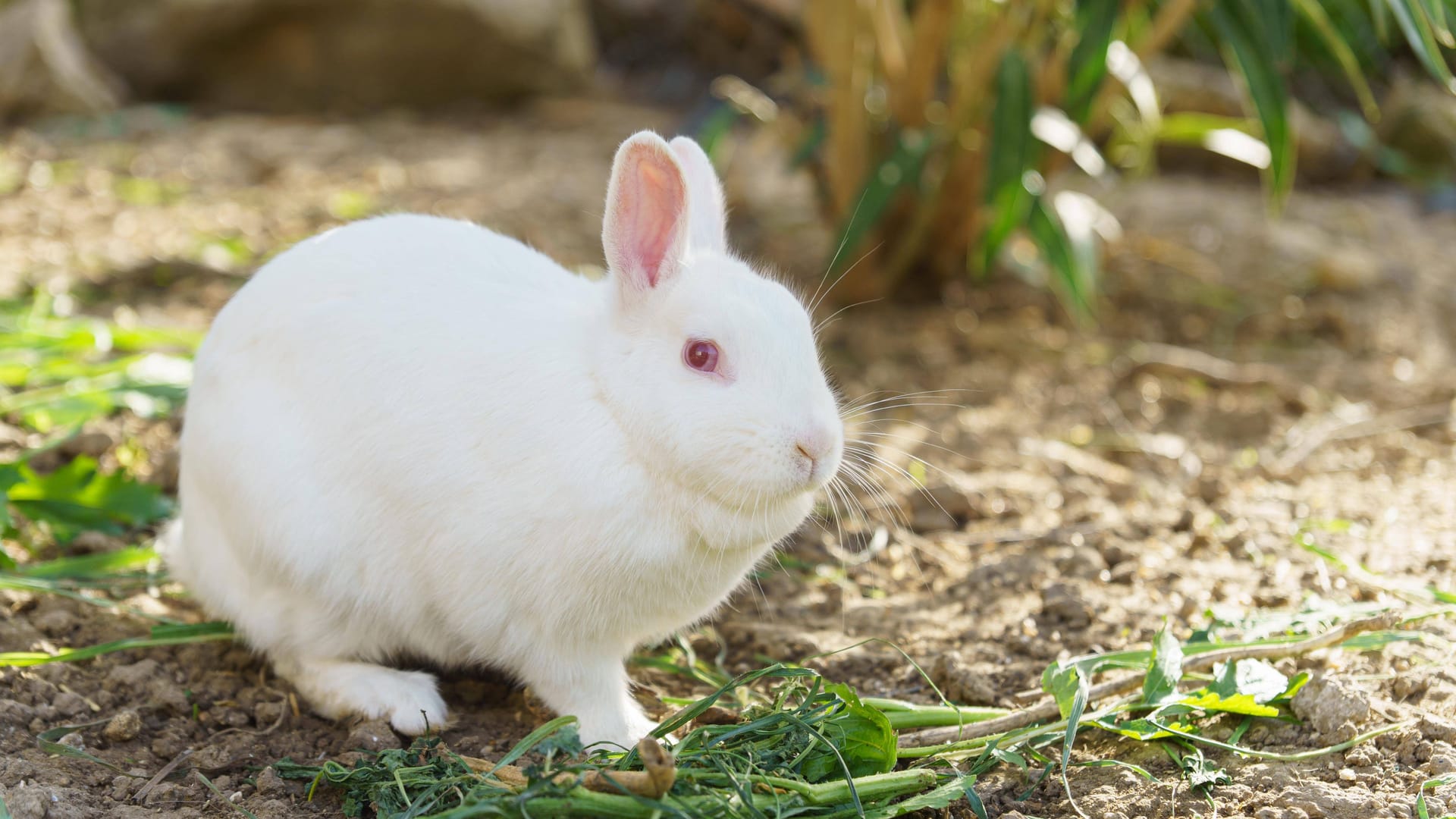 Ein weißes Kaninchen frisst Gemüse (Symbolbild): Tierschützer sind schockiert über den Zustand eines Tieres, das im Tierheim abgegeben wurde.