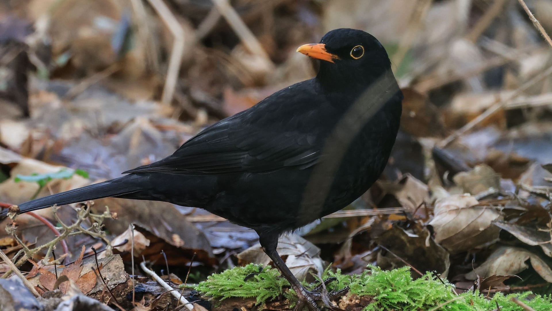 Wintervögel - Amsel