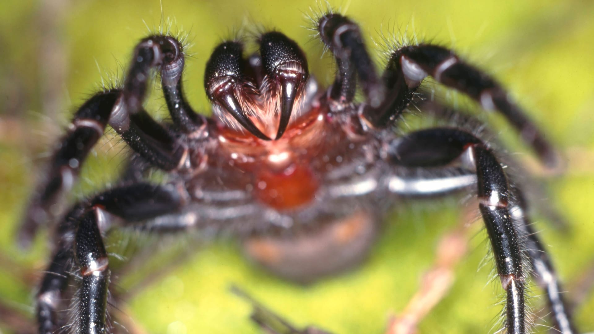 Eine Trichternetzspinne (Archivbild): Das Gift der Tiere ist hochgefährlich.