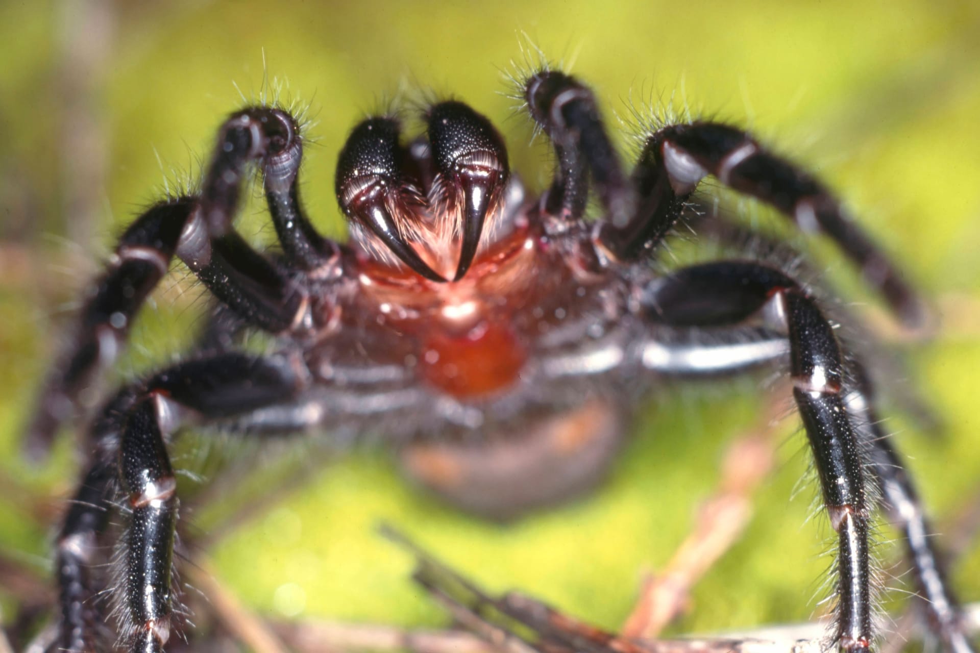 Eine Trichternetzspinne (Archivbild): Das Gift der Tiere ist hochgefährlich.