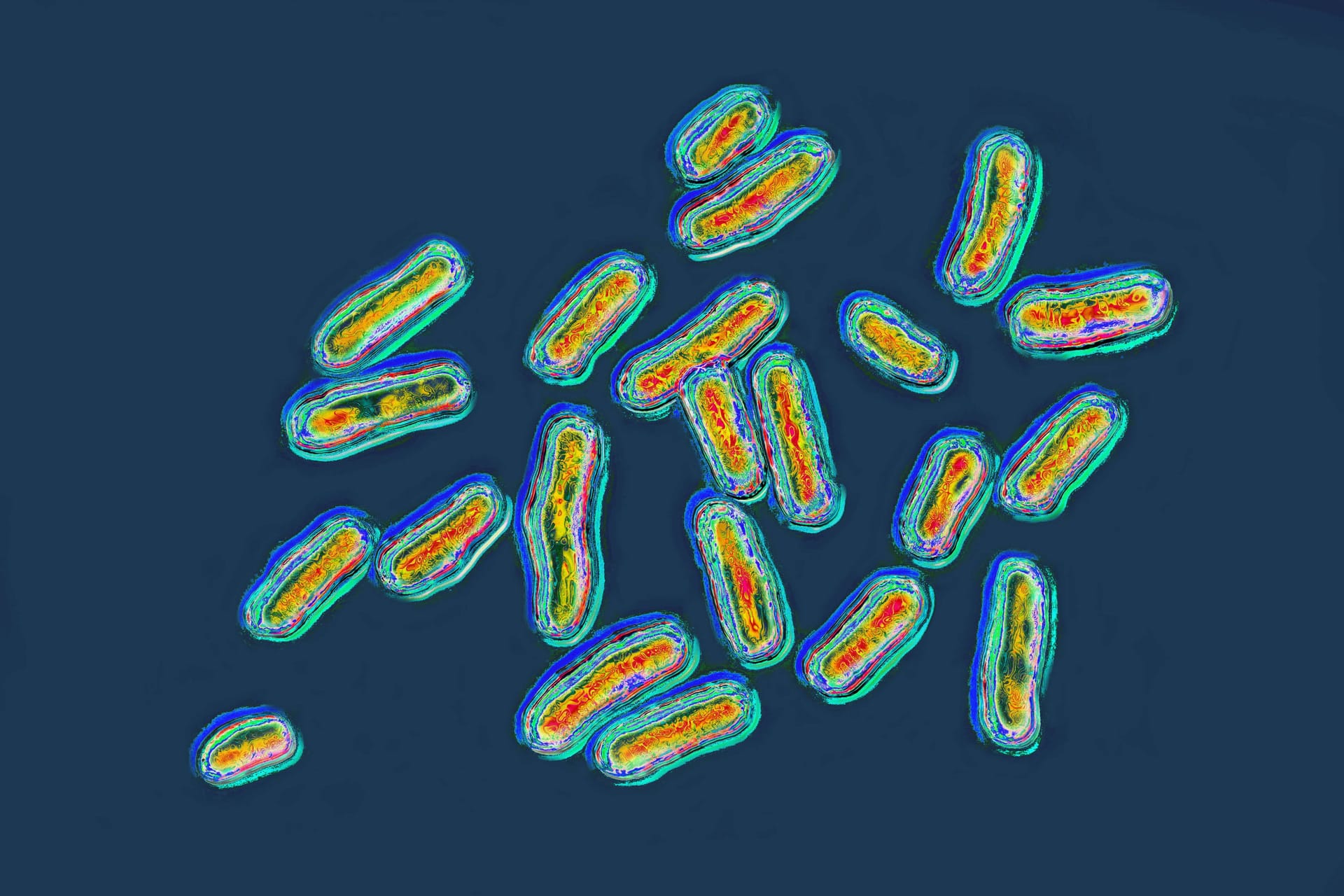 Salmonella-Bakterien unter dem Mikroskop.