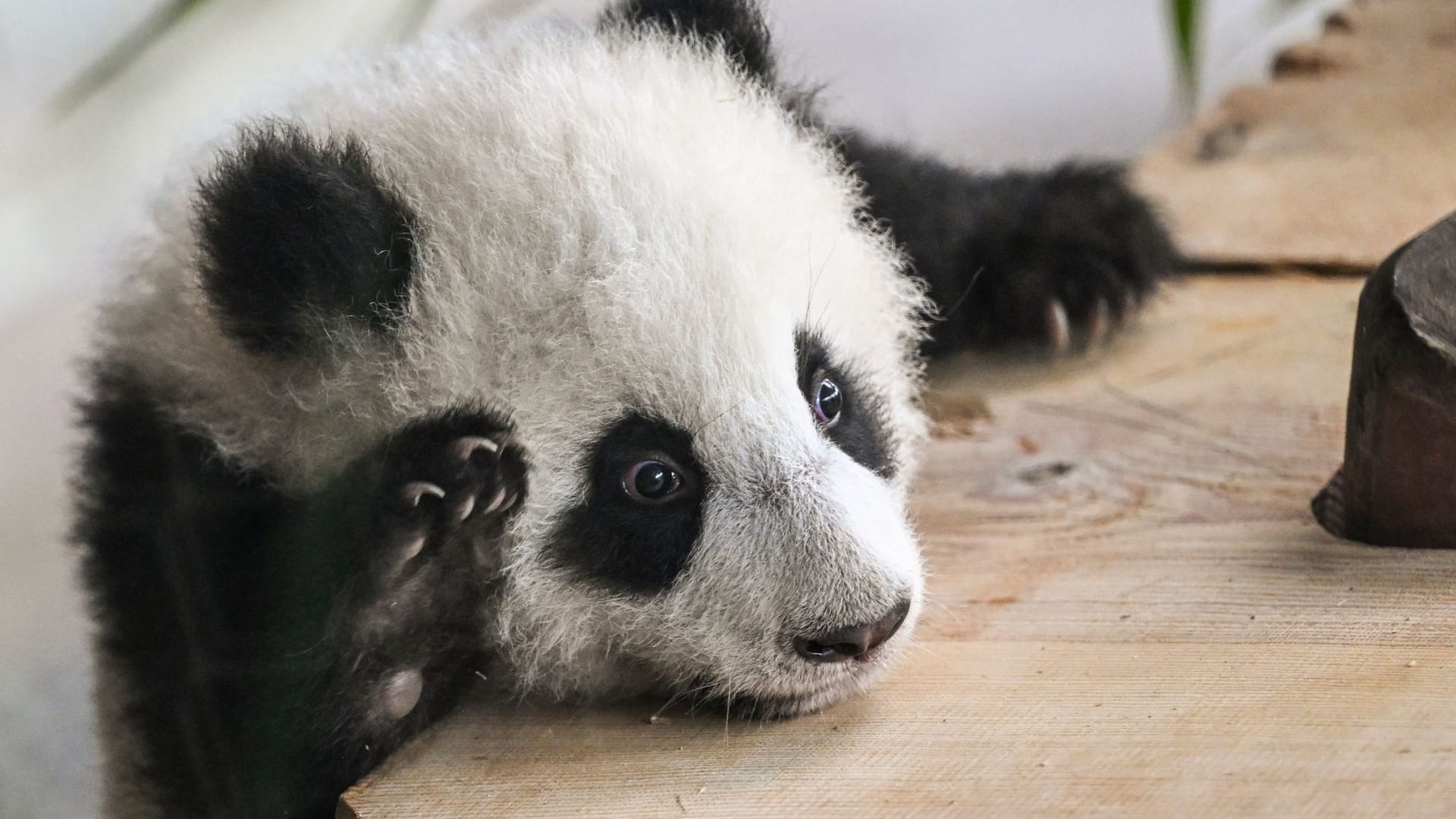 Zoo Berlin ist wieder geöffnet