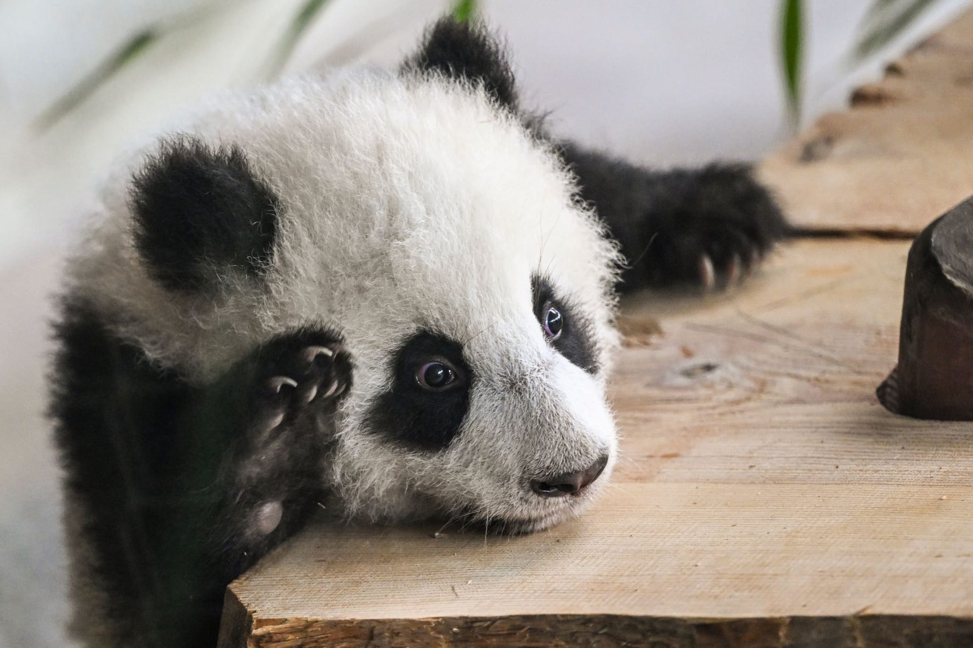 Zoo Berlin ist wieder geöffnet