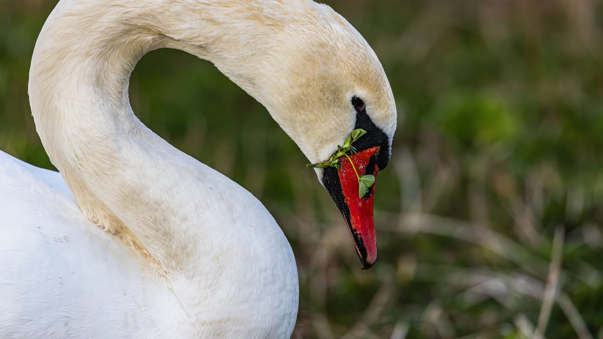 imago images 0479378544 imago images 0479378544