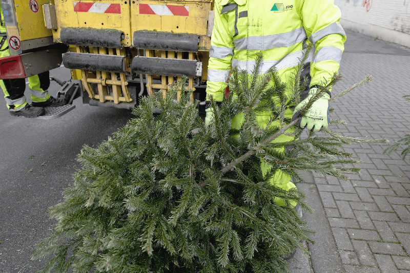 Alte Tannenbäume werden in ein Müllfahrzeug geladen (Archivbild): Bald geht die Entsorgung wieder los.