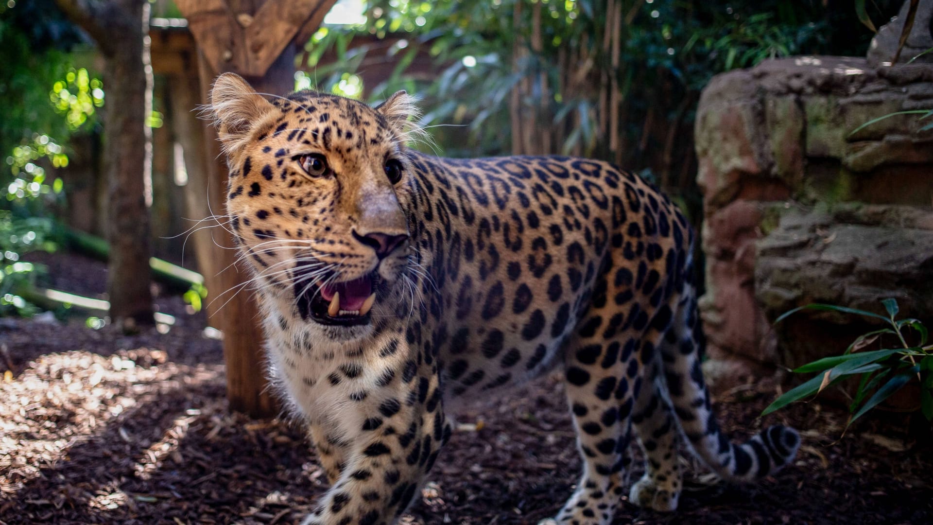 Leopard im Zoo (Symbolbild): Heutzutage ist es kaum vorstellbar, dass die Raubkatzen in einem Bremer Zoo lebten.