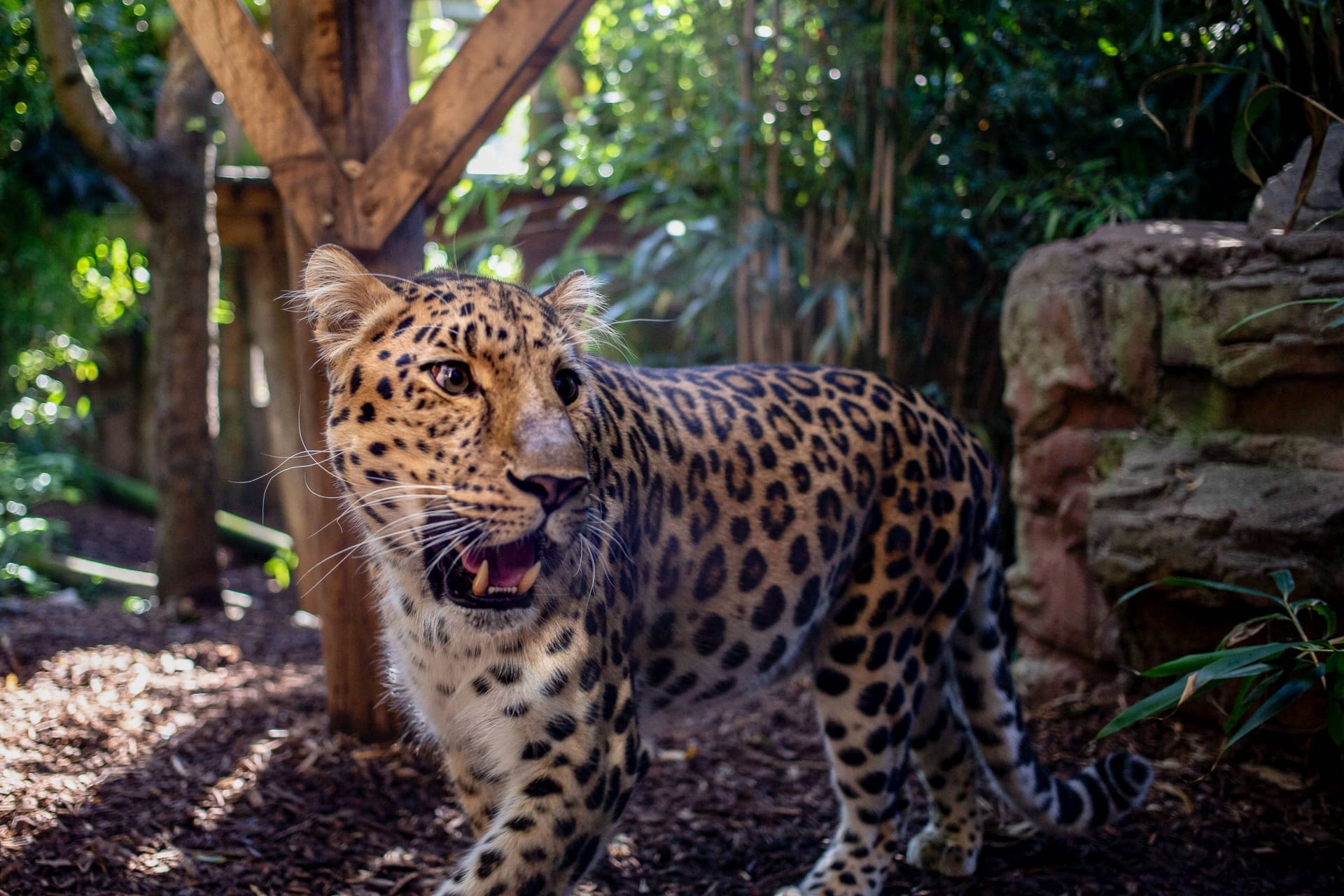 Leopard im Zoo (Symbolbild): Heutzutage ist es kaum vorstellbar, dass die Raubkatzen in einem Bremer Zoo lebten.