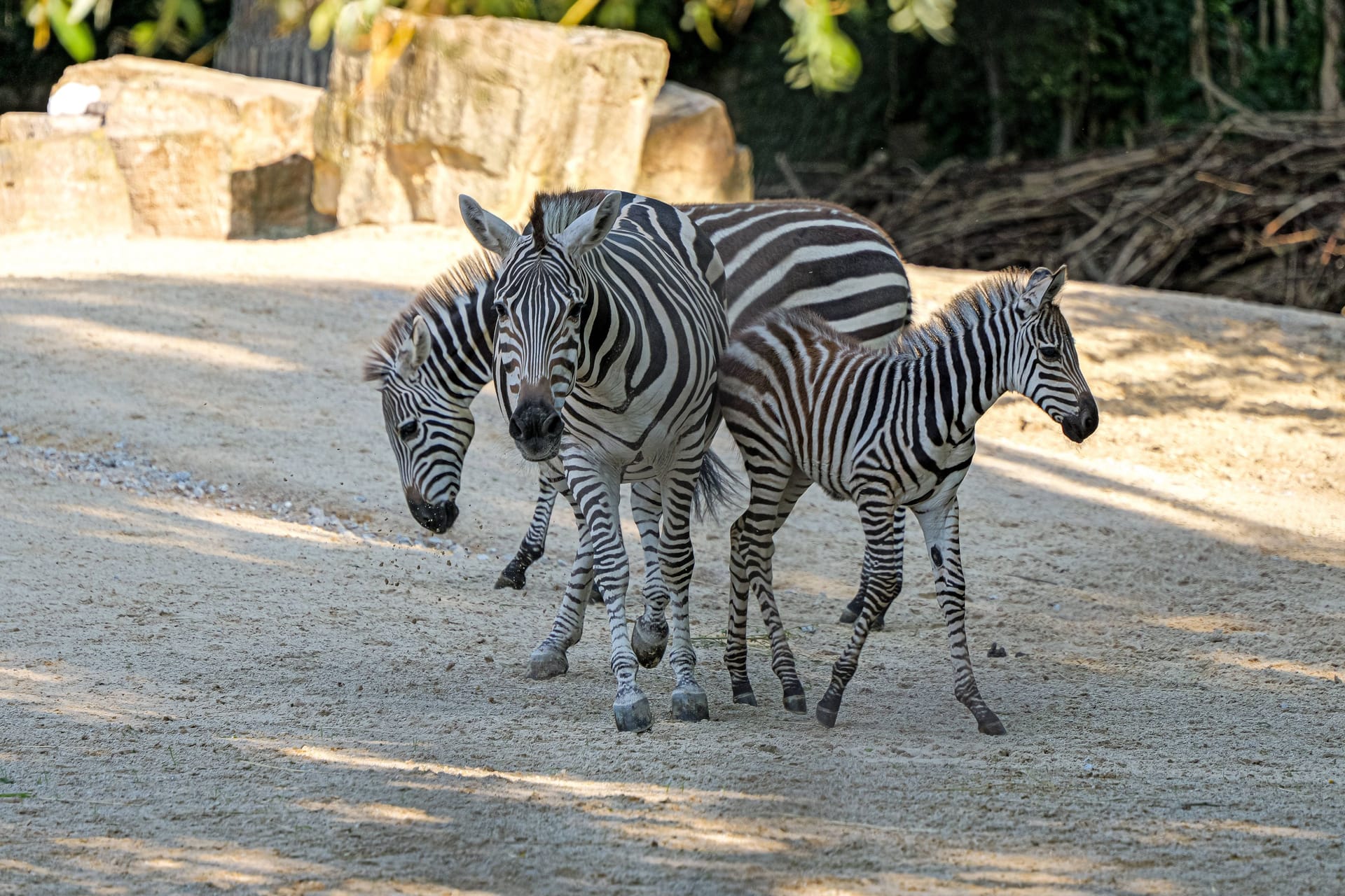 Zebras im Erlebnis-Zoo Hannover: Im Juli 2024 gab es Nachwuchs – ein Steppenzebra mehr im Zoo.