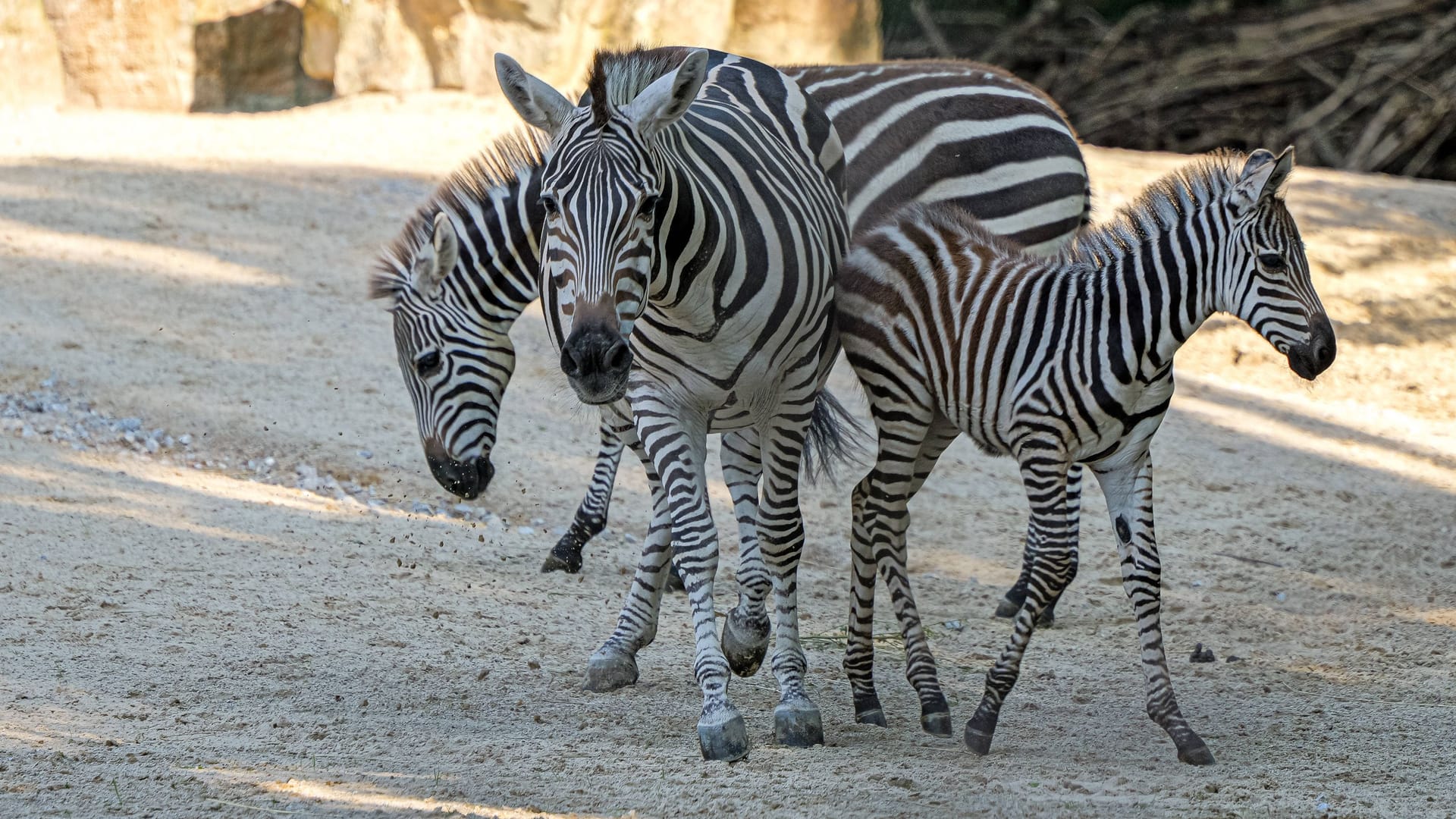 Zebras im Erlebnis-Zoo Hannover: Im Juli 2024 gab es Nachwuchs – ein Steppenzebra mehr im Zoo.