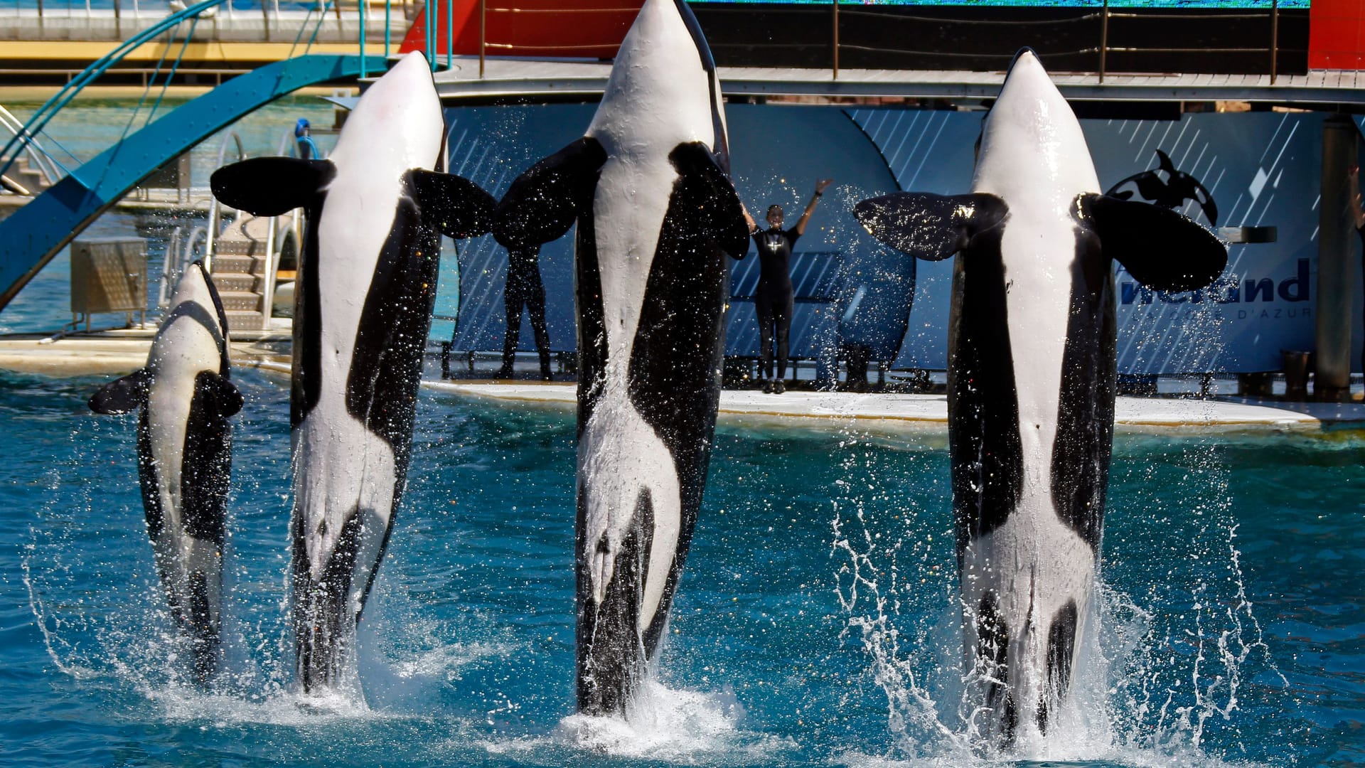 Ein Bild aus dem Jahr 2011: Die Killerwale im Marineland Antibes treten in einer Show auf. Der zweite Orca von links ist Wikie.