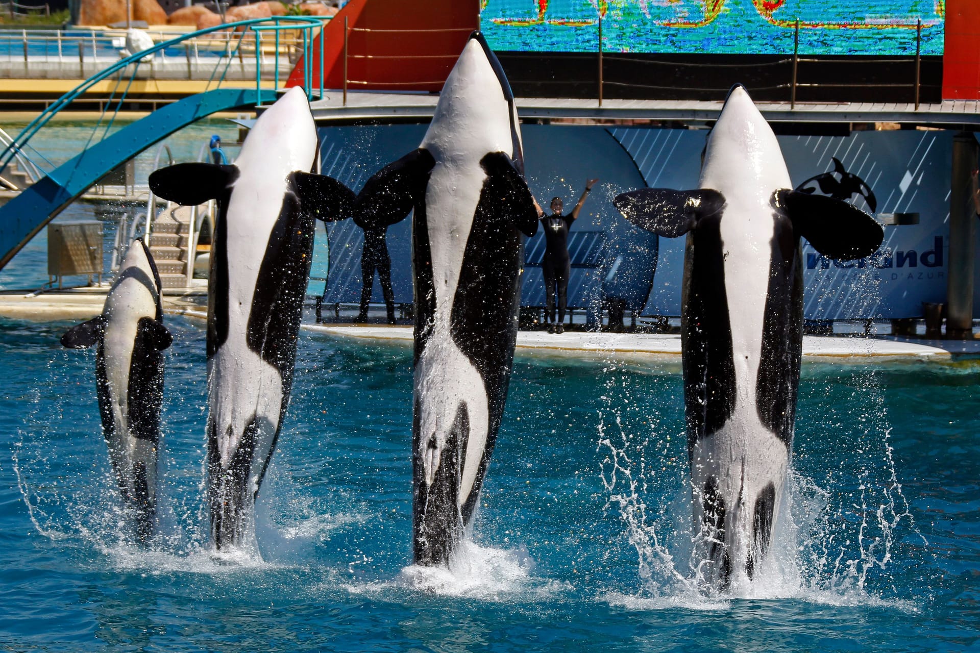 Ein Bild aus dem Jahr 2011: Die Killerwale im Marineland Antibes treten in einer Show auf. Der zweite Orca von links ist Wikie.