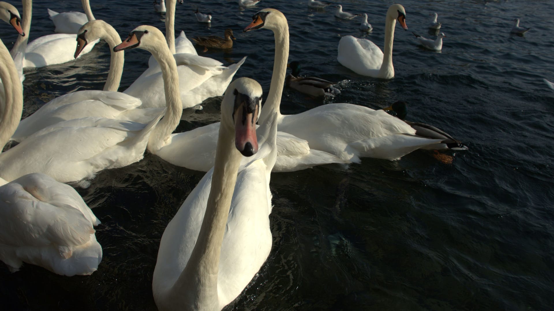 Schwäne im Wasser (Symbolbild): Die Tiere zeigten merkwürdiges Verhalten in Bremervörde.