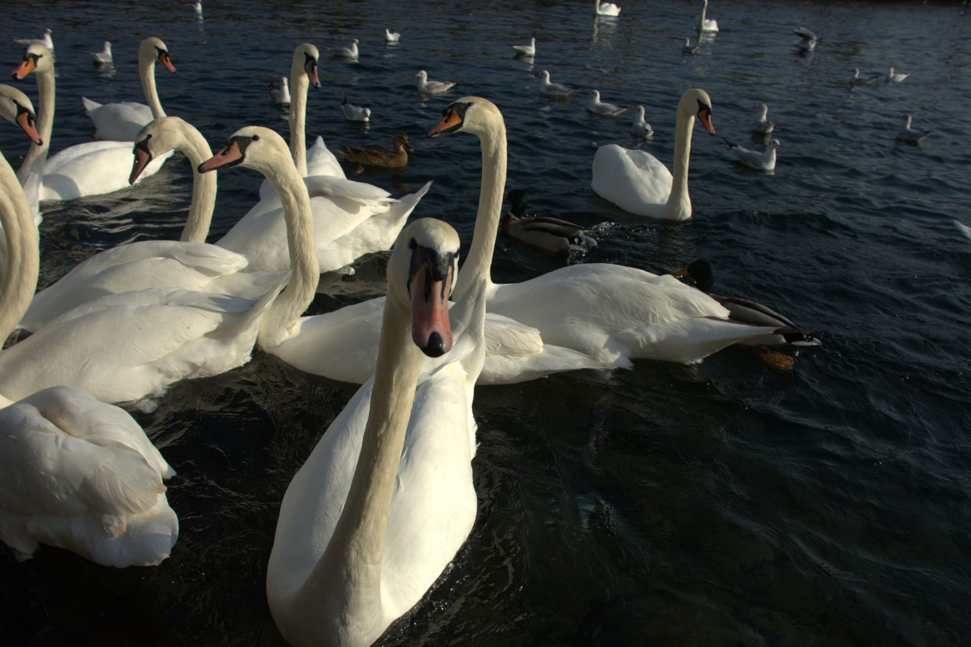 Schwäne im Wasser (Symbolbild): Die Tiere zeigten merkwürdiges Verhalten in Bremervörde.