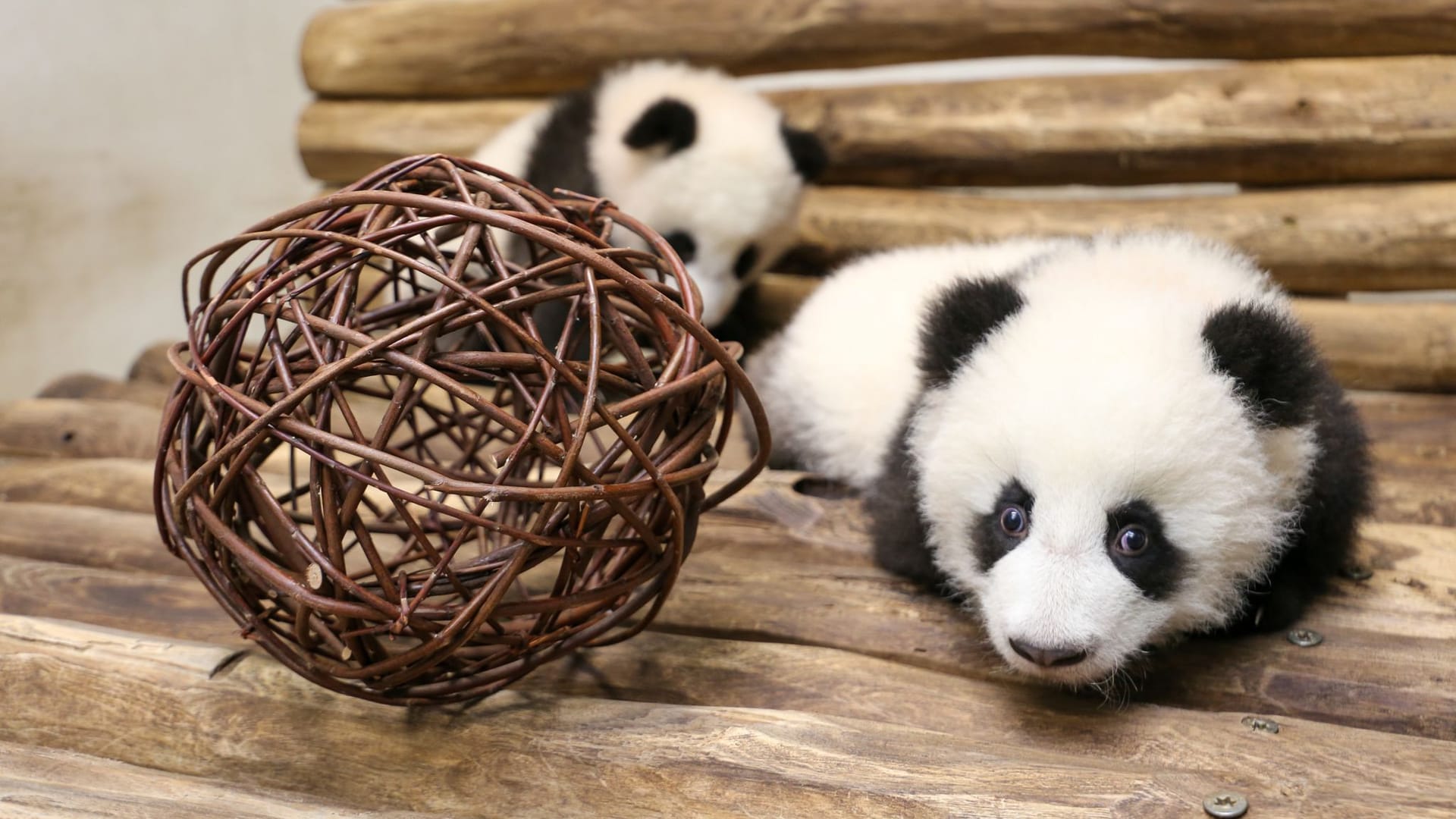 Der Panda-Nachwuchs: Täglich können Besucher die Tiere für einen kurzen Zeitraum sehen.