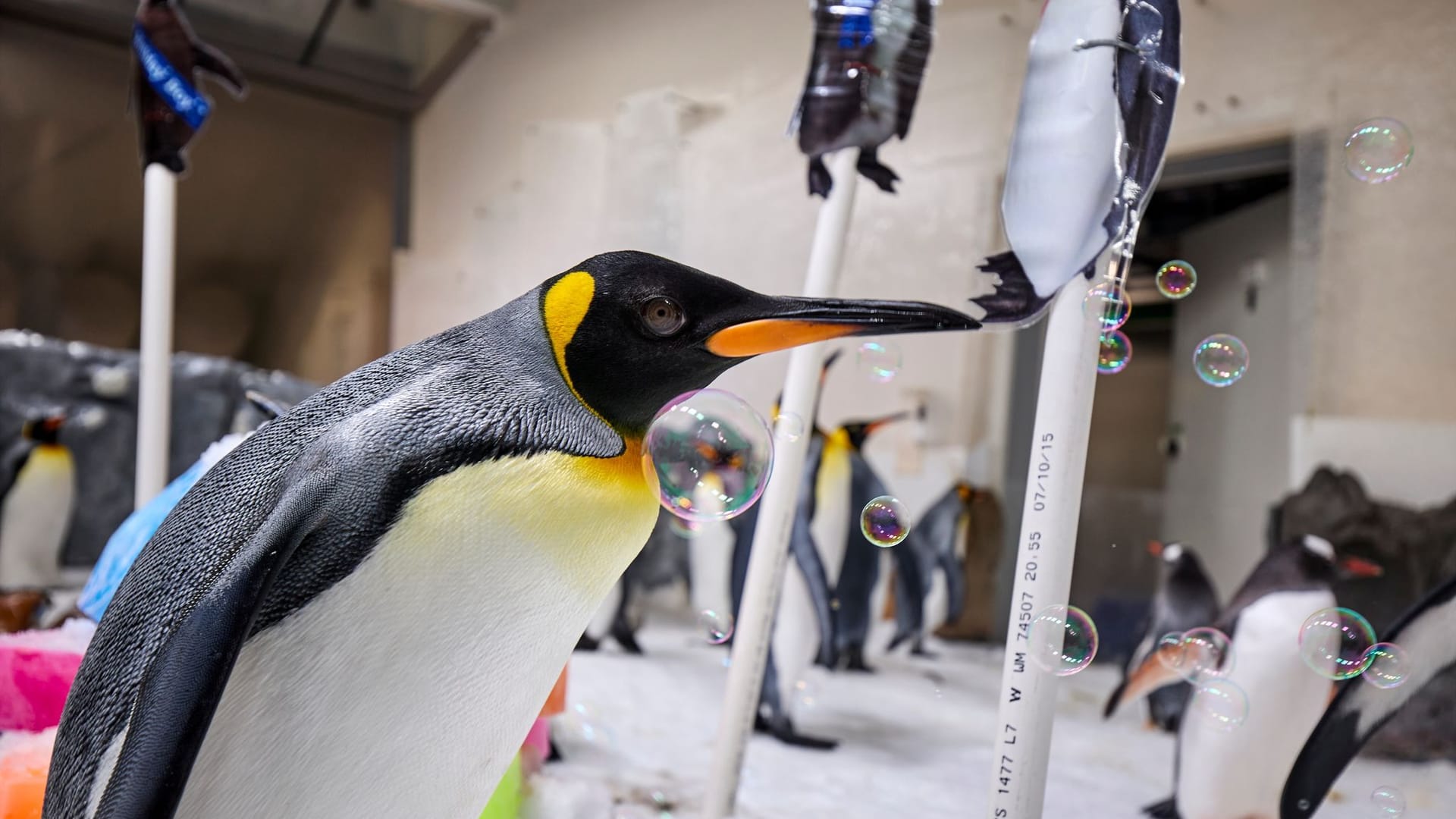 Pinguin Pesto feiert ersten Geburtstag